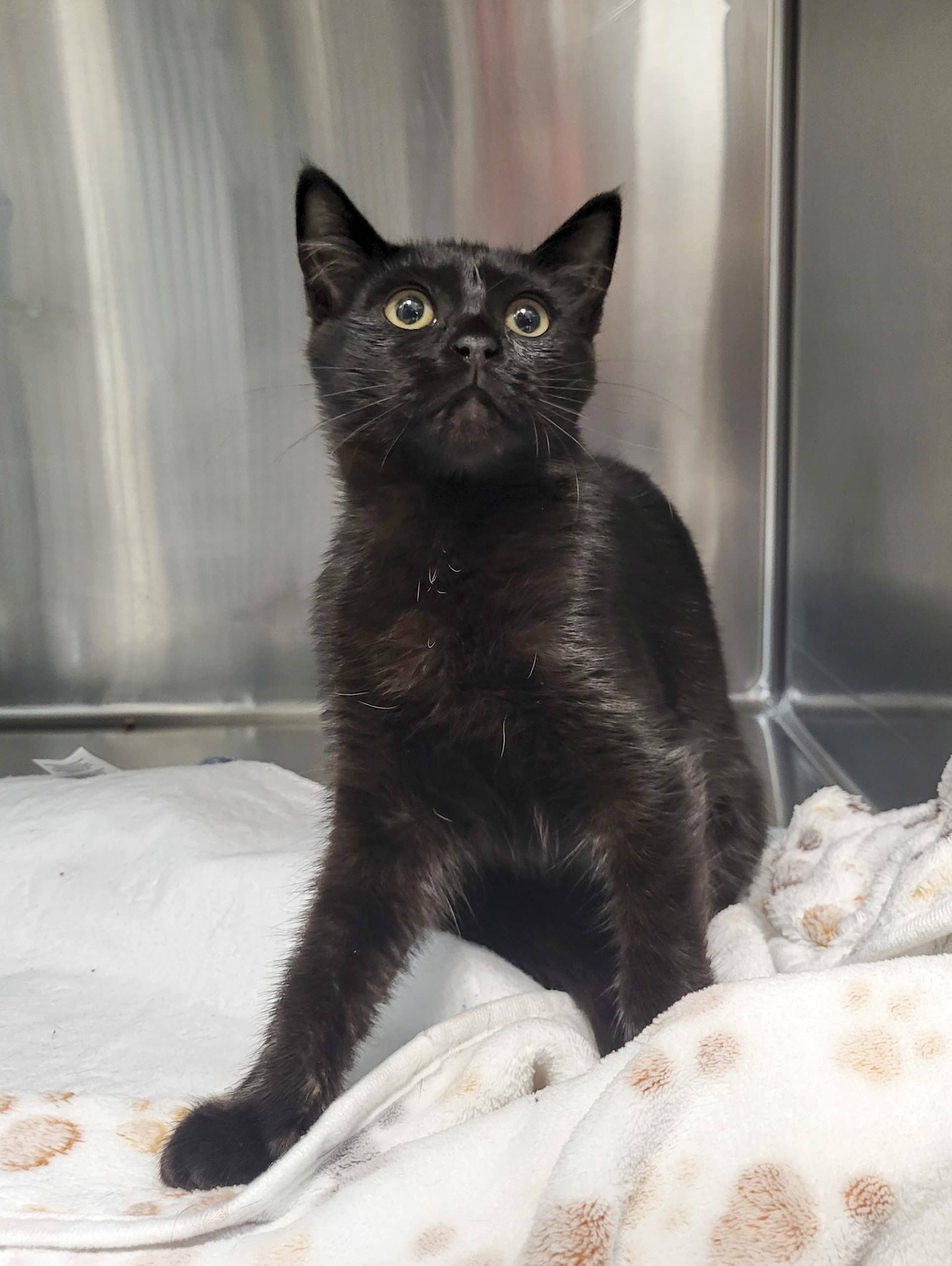 Dora - Domestic Shorthair available for adoption