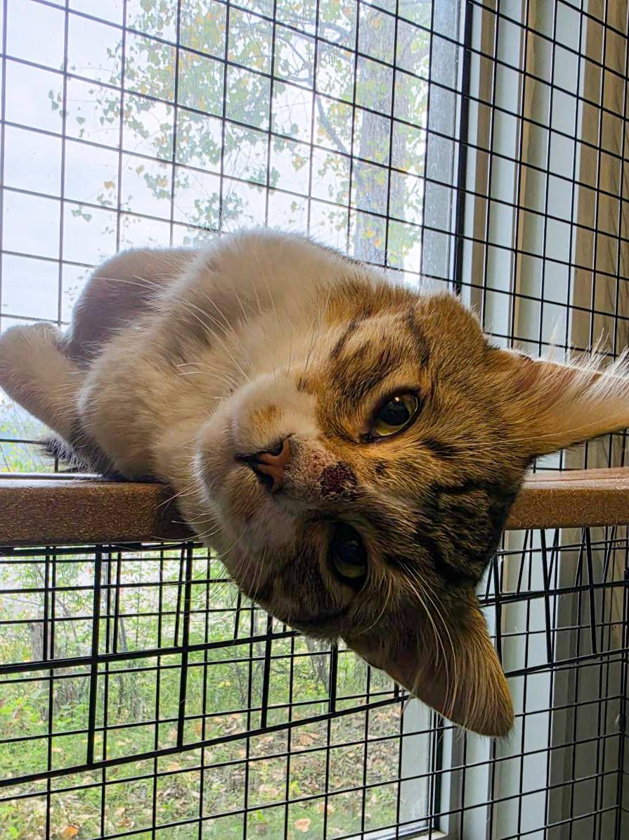 Dumpling - Domestic Shorthair available for adoption