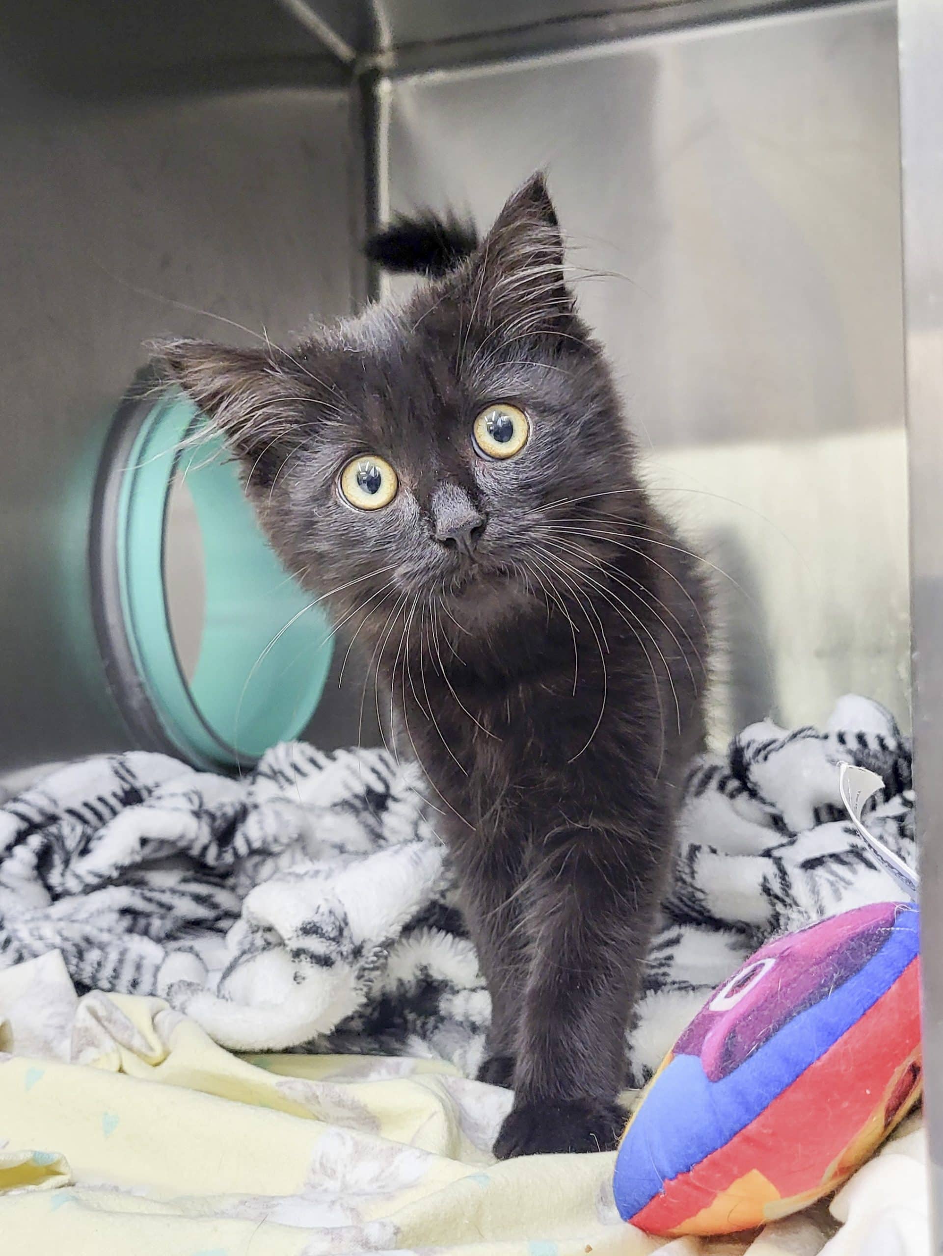 Écho - Domestic Shorthair available for adoption