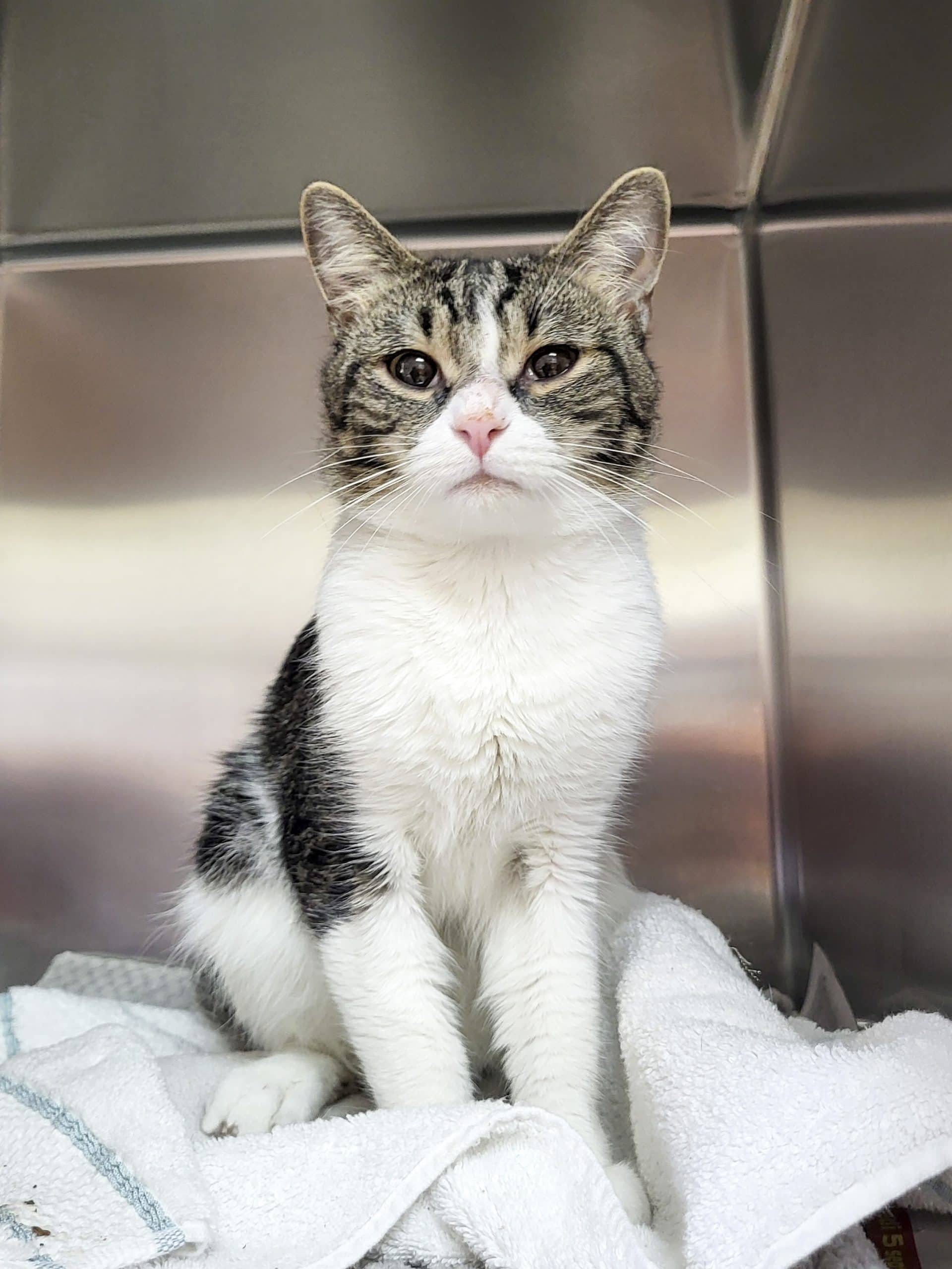 Garry - Domestic Shorthair cat available for adoption at SPCA de l'Outaouais in Gatineau