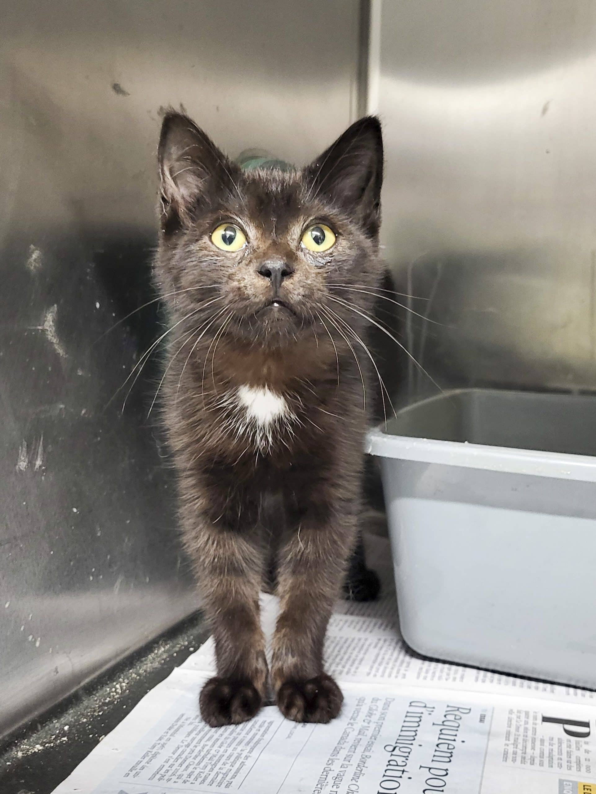 Goofy le Timbit - Domestic Shorthair cat available for adoption at SPCA de l'Outaouais in Gatineau