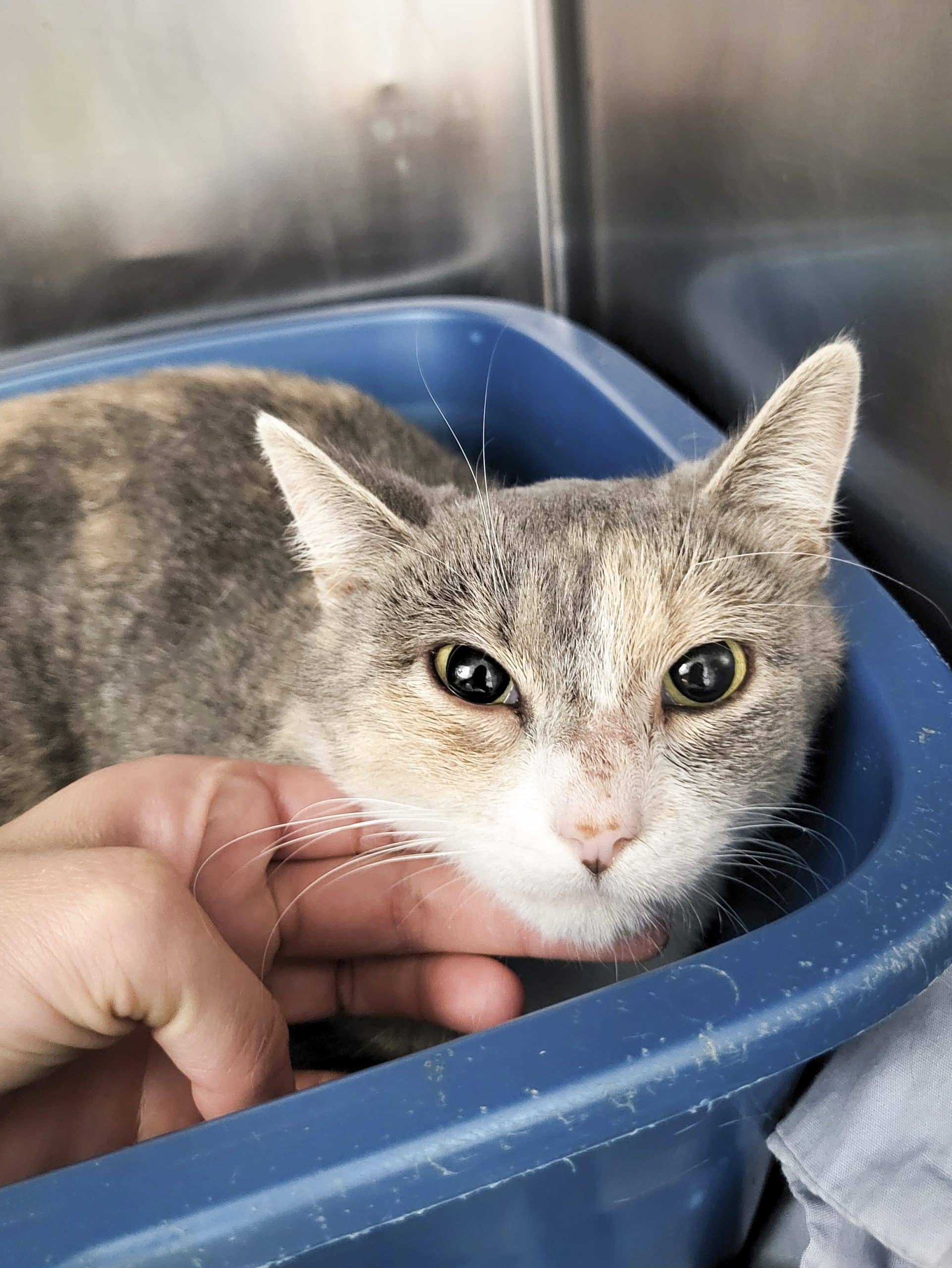 Guimauve - Domestic Shorthair cat available for adoption at SPCA de l'Outaouais in Gatineau