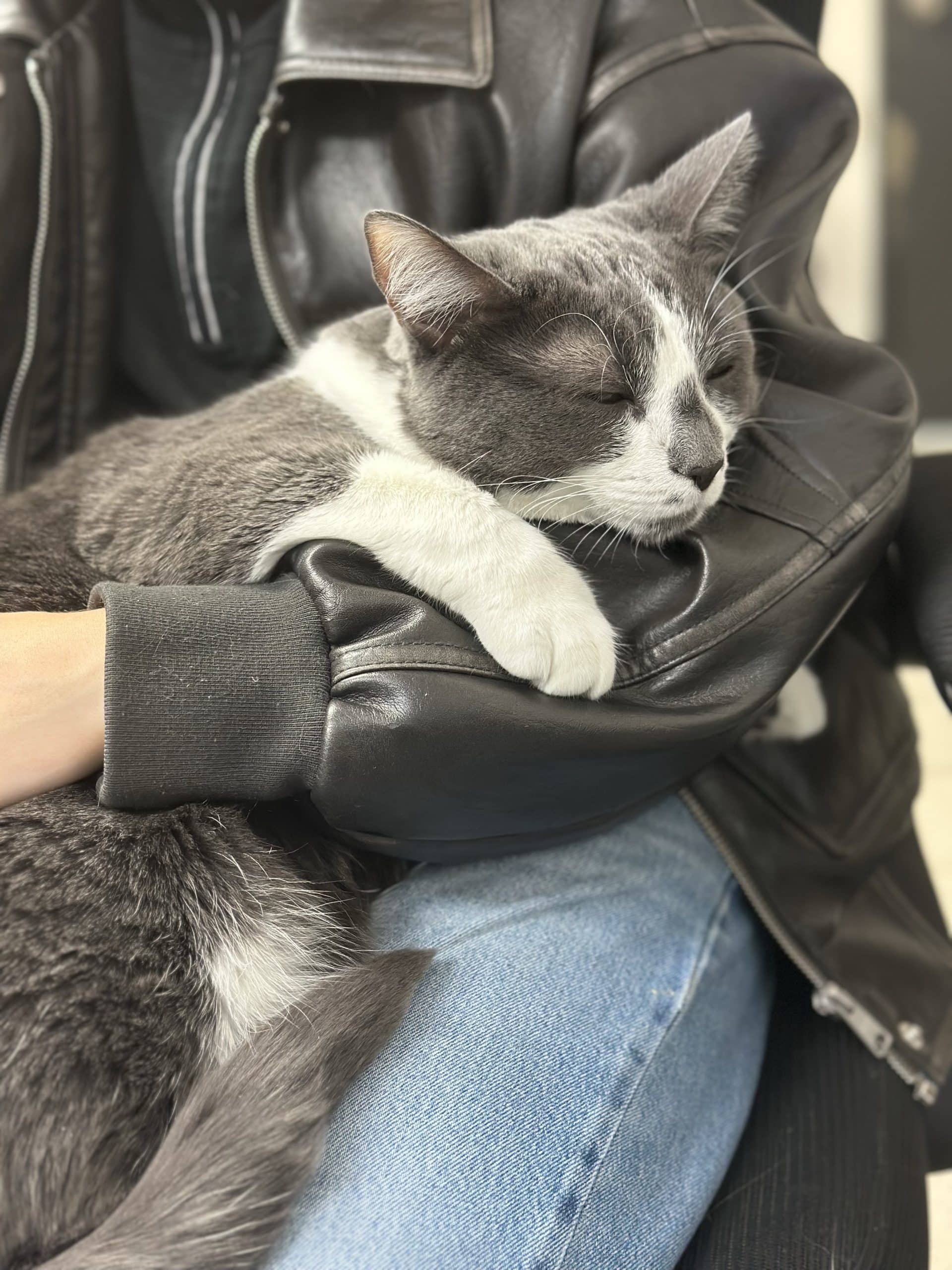 Maxou - Domestic Shorthair available for adoption