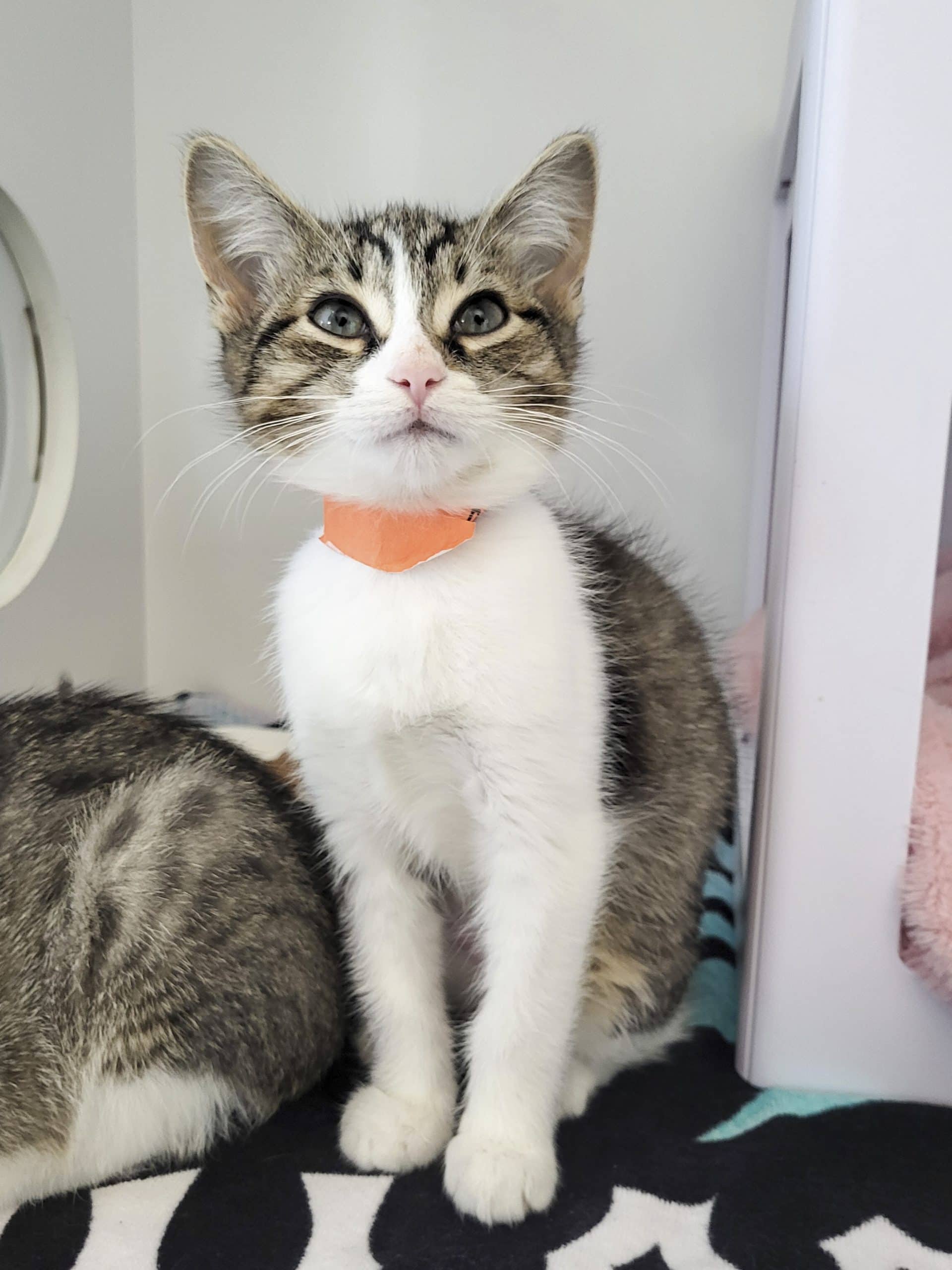 Juliette - Domestic Shorthair available for adoption