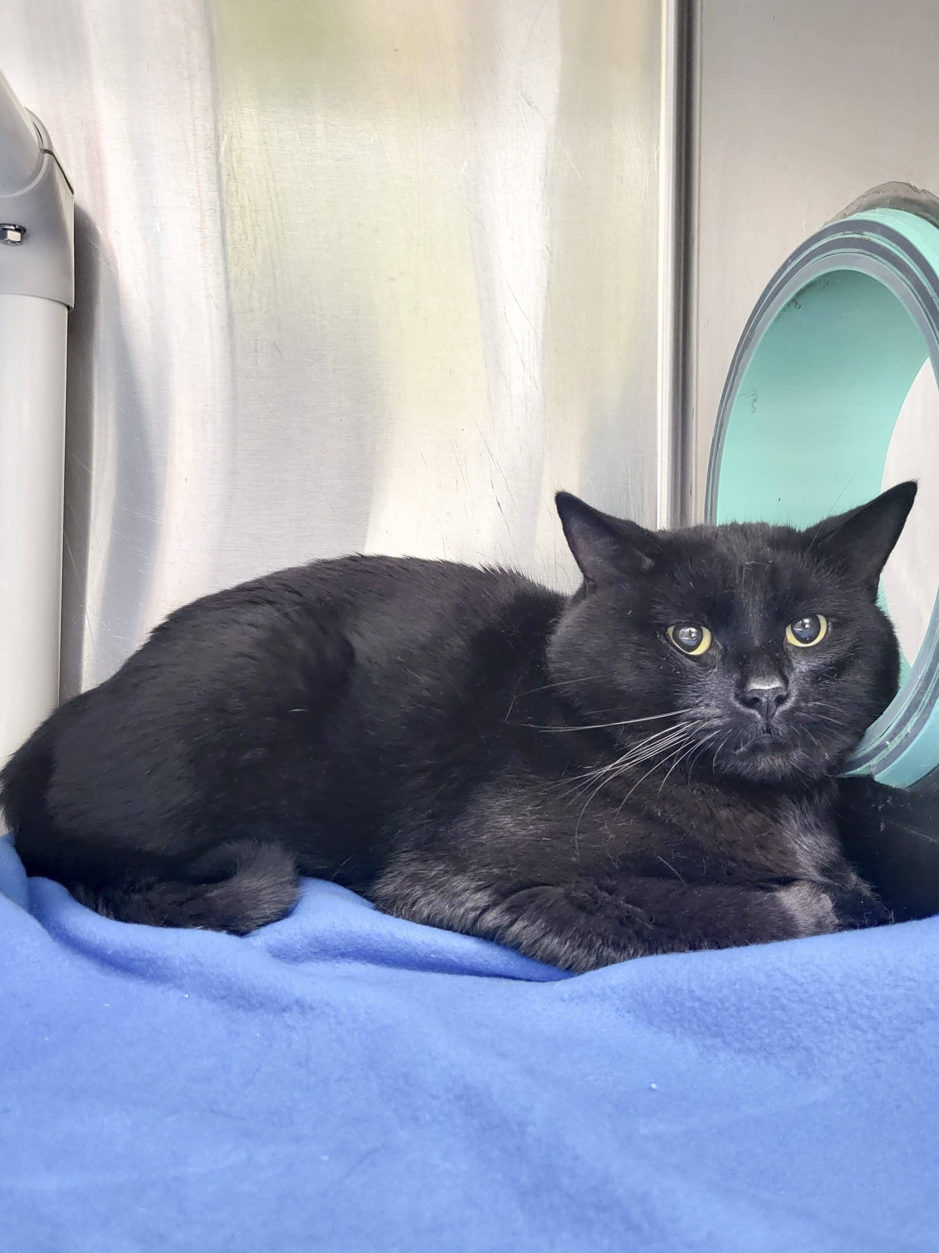 Larry - Domestic Shorthair cat available for adoption at SPCA de l'Outaouais in Gatineau
