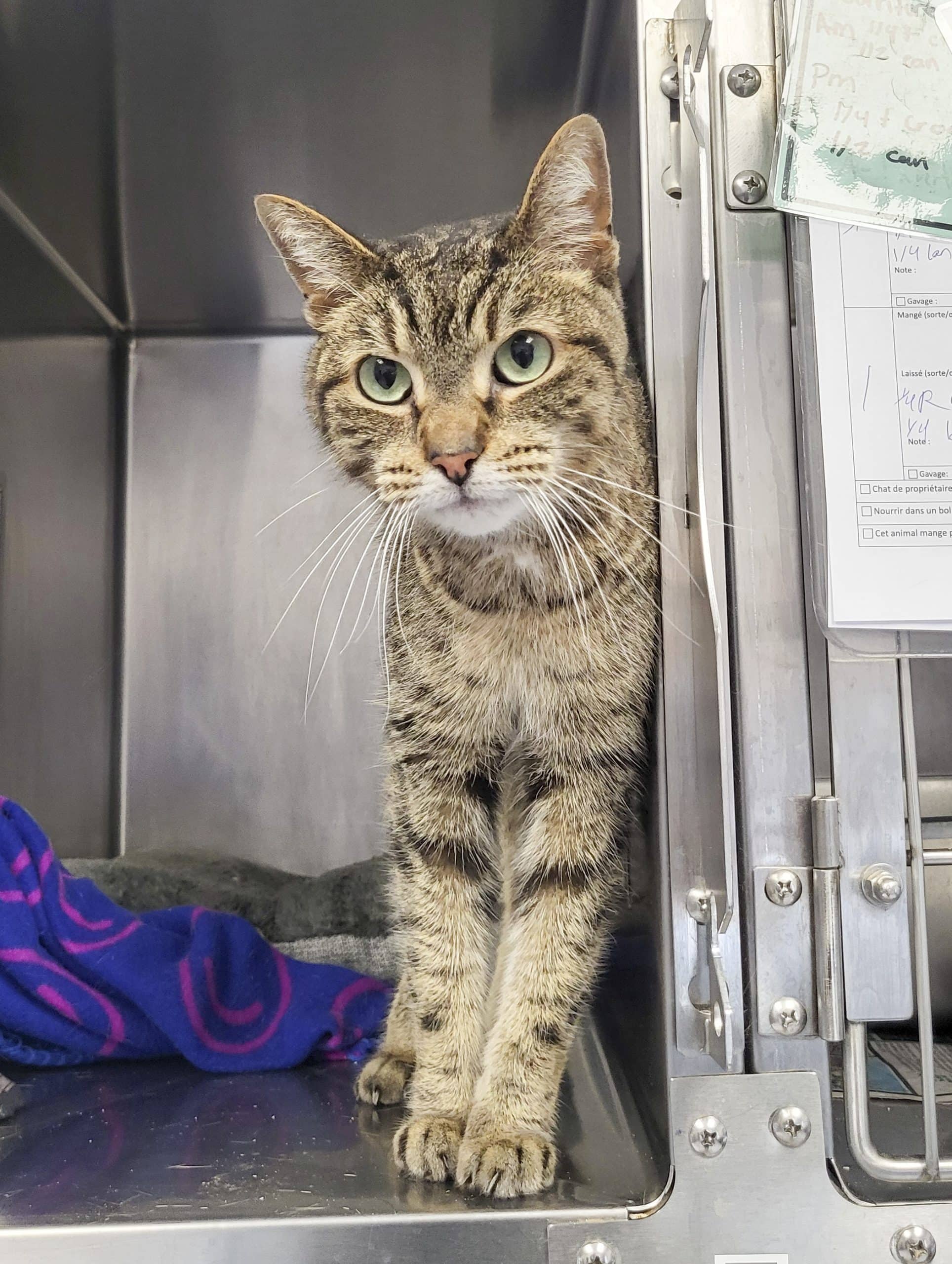Merak - Domestic Shorthair available for adoption