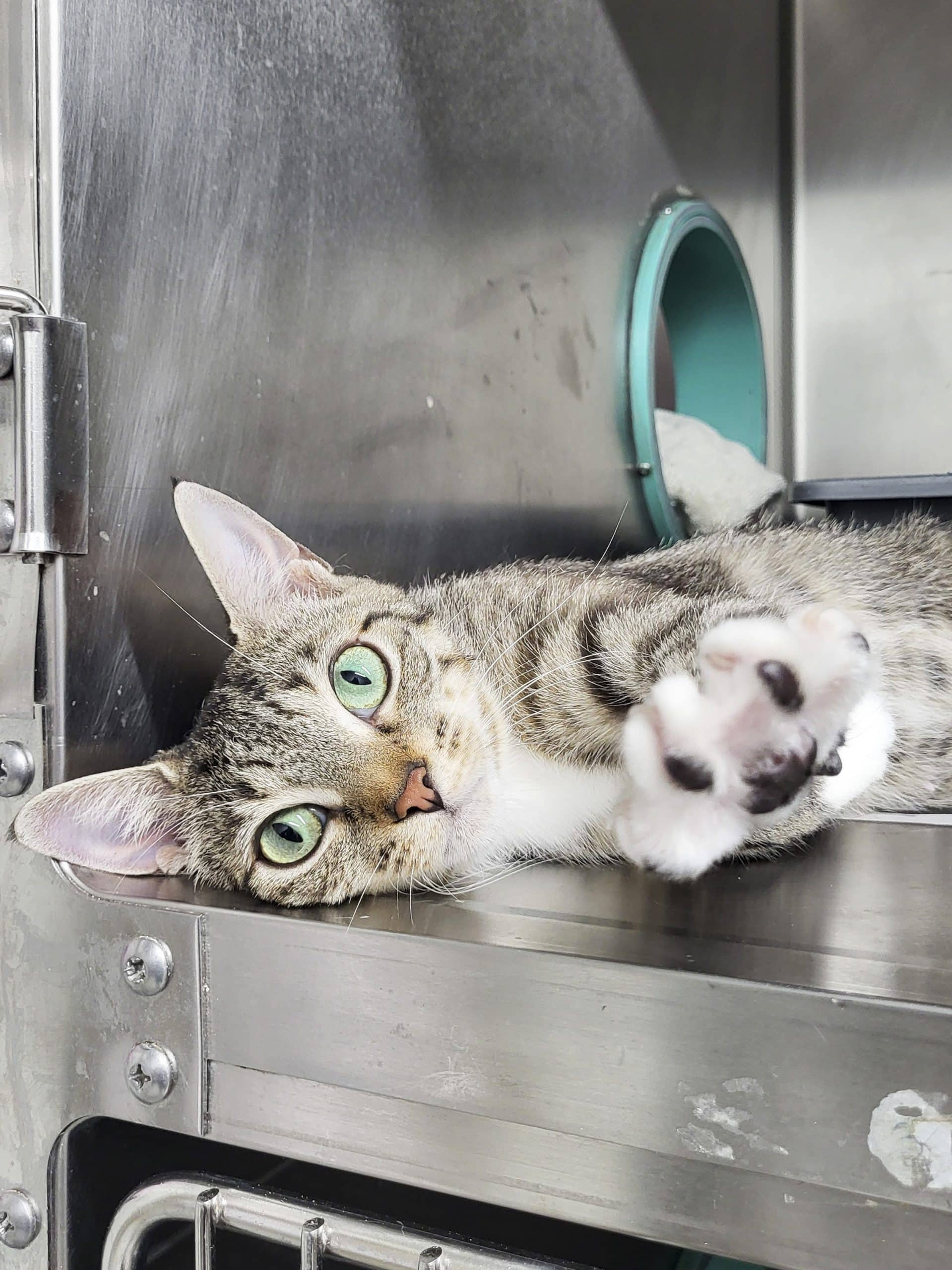 Mille-Feuille - Domestic Shorthair cat available for adoption in Quebec