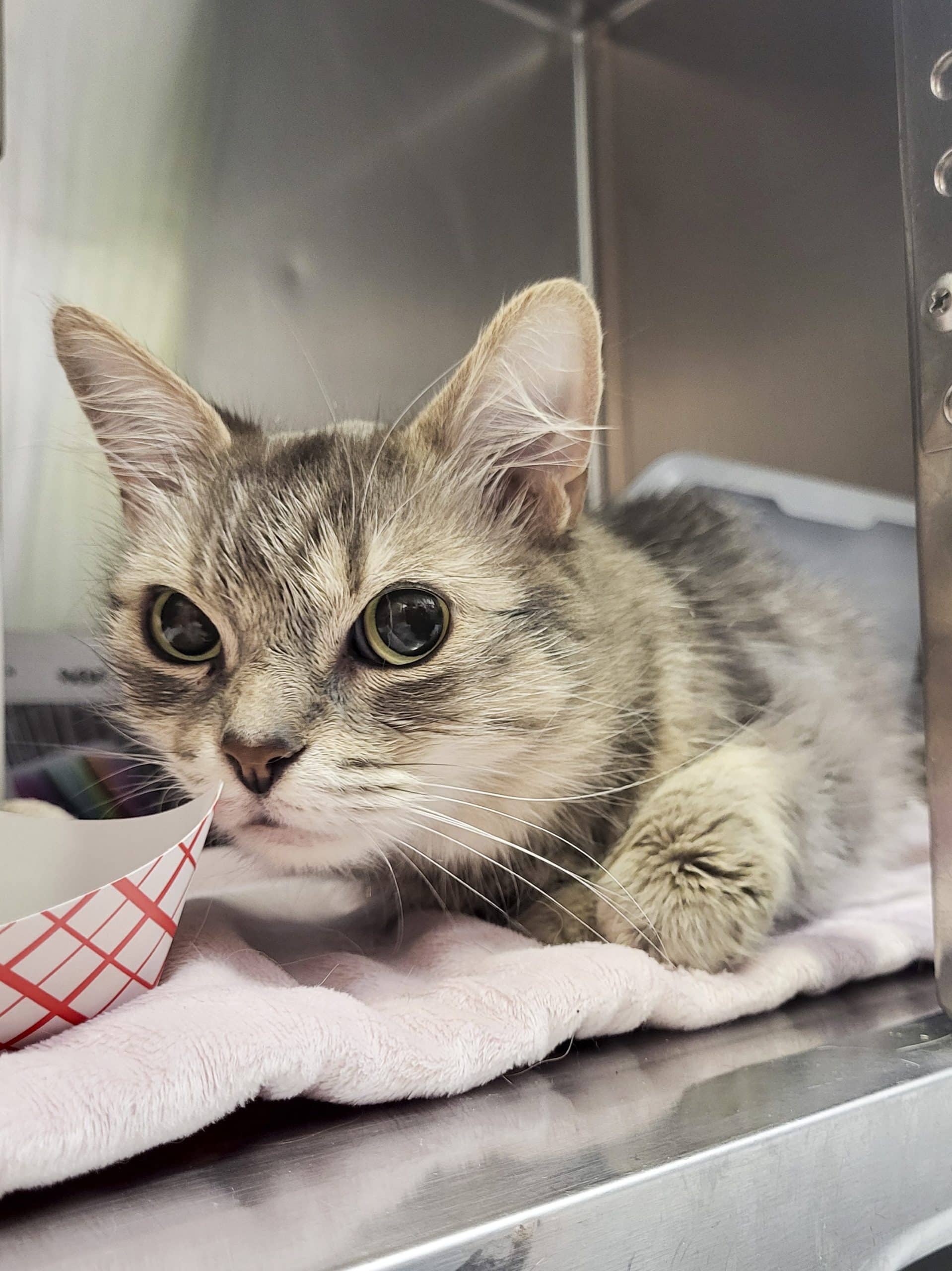 Molly - Domestic Shorthair available for adoption