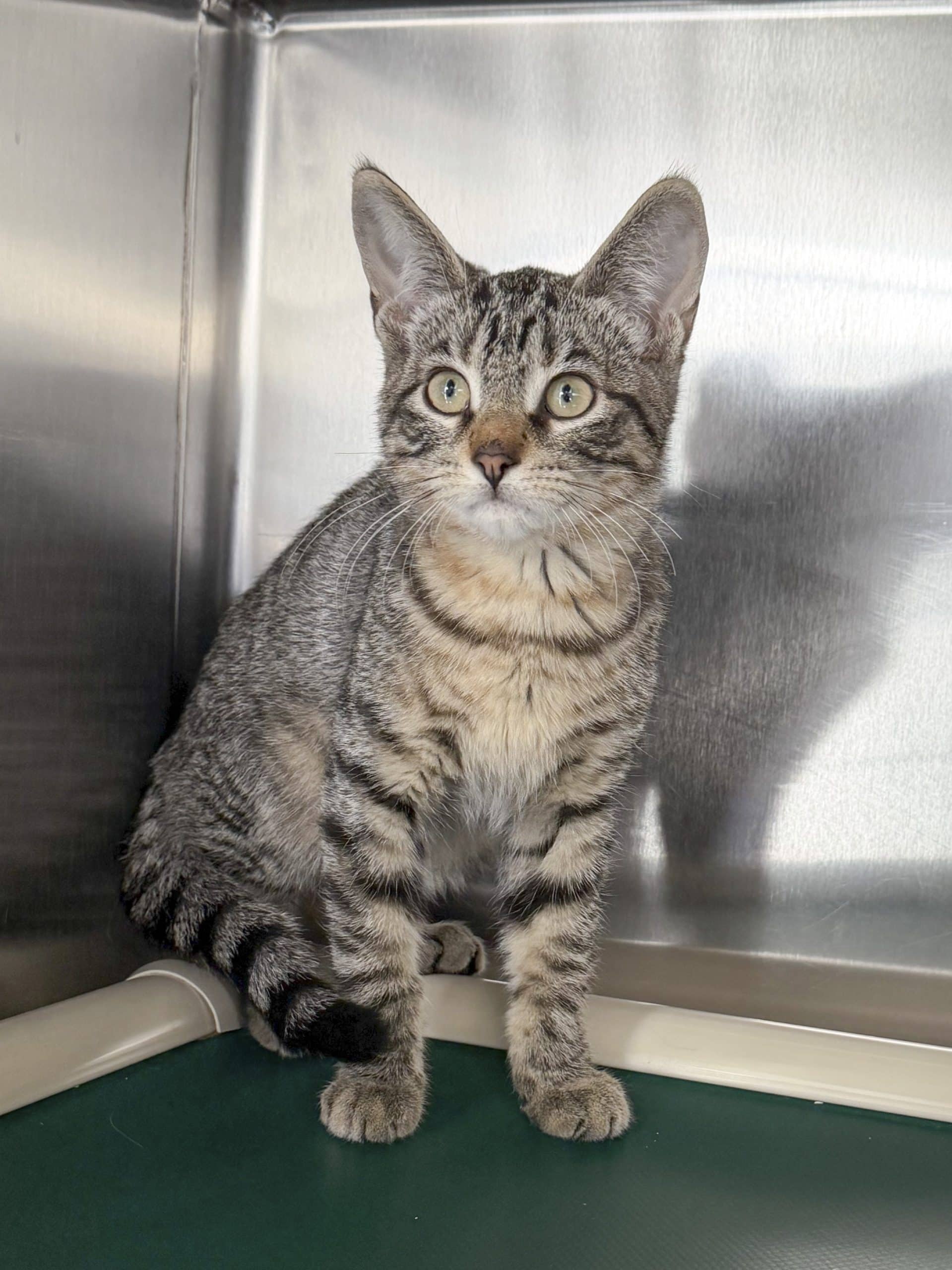 Nougat - Domestic Shorthair cat available for adoption at SPCA de l'Outaouais in Gatineau