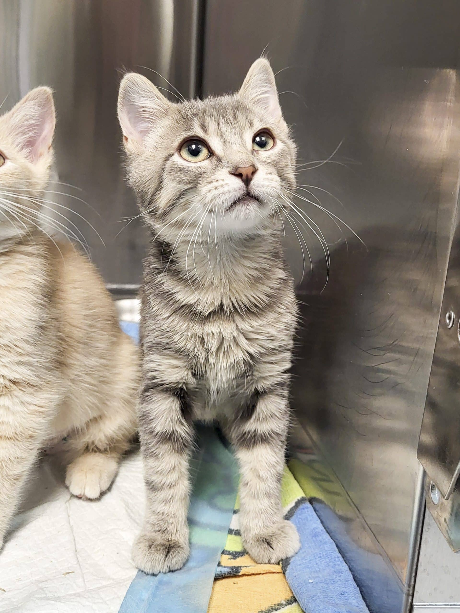 Nova - Domestic Shorthair available for adoption