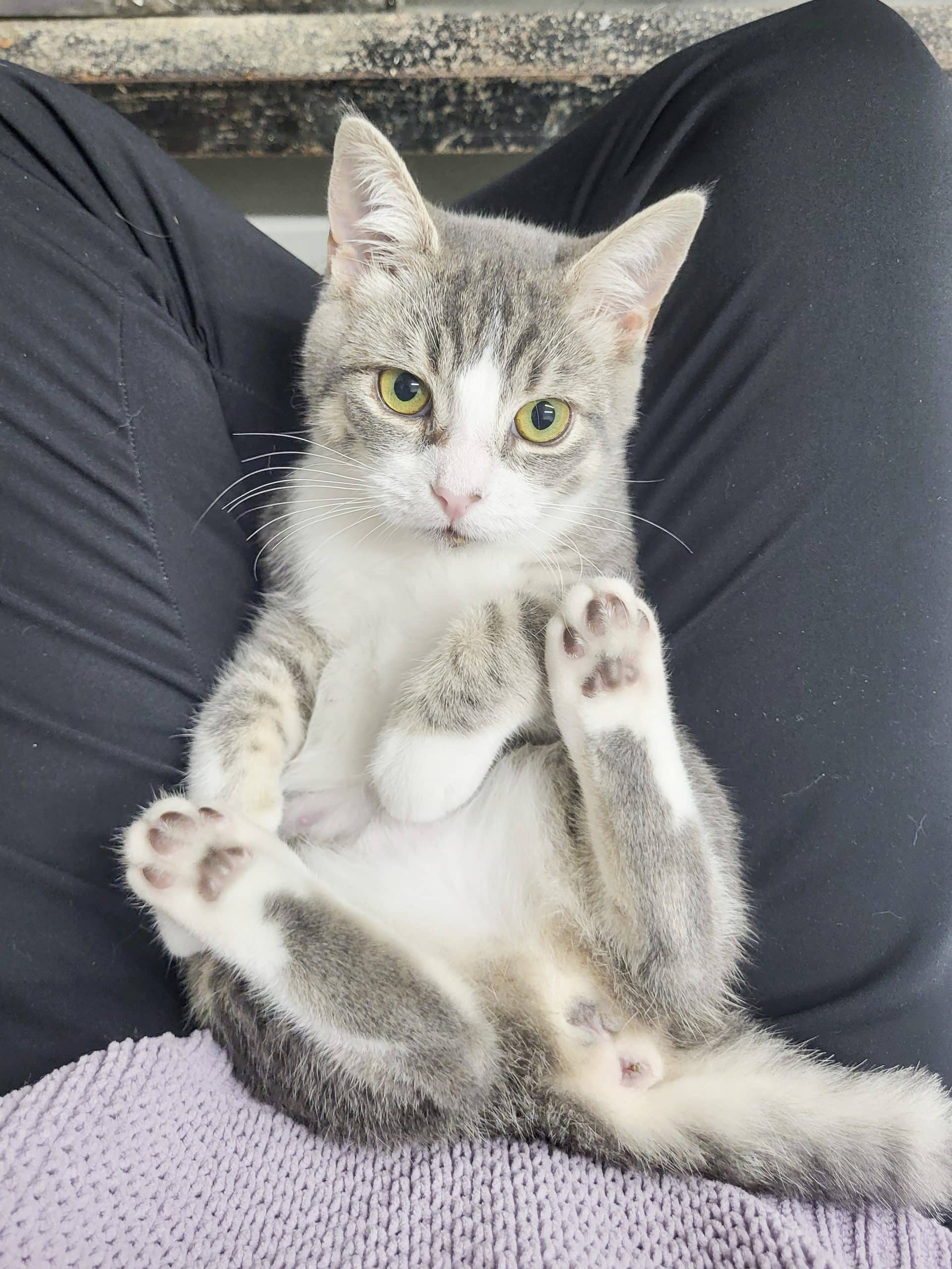 Patte de velours - Domestic Shorthair cat available for adoption at SPCA de l'Outaouais in Gatineau