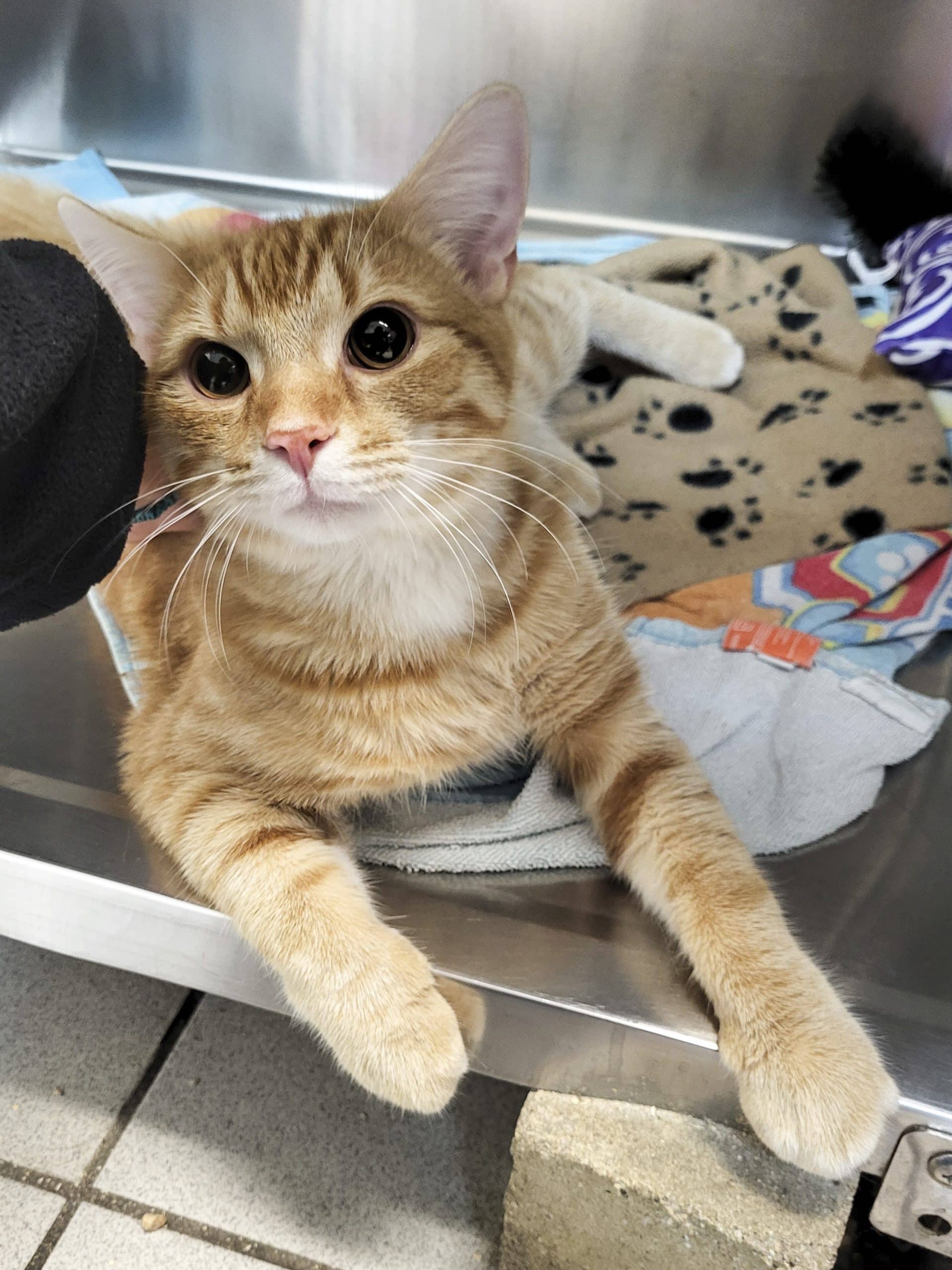 Petit Chat - Domestic Shorthair cat available for adoption at SPCA de l'Outaouais in Gatineau