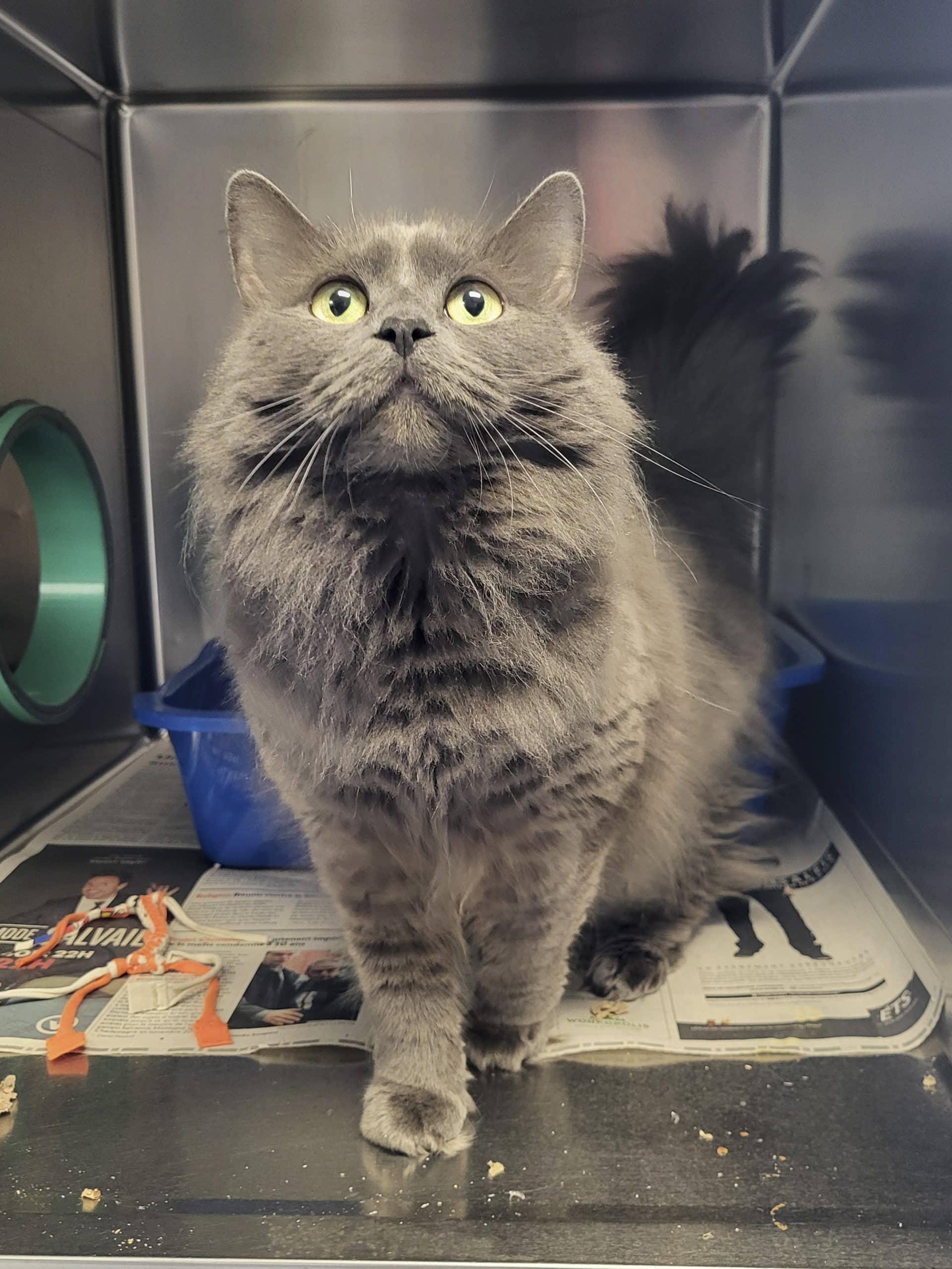 Pollux - Domestic Shorthair cat available for adoption at SPCA de l'Outaouais in Gatineau