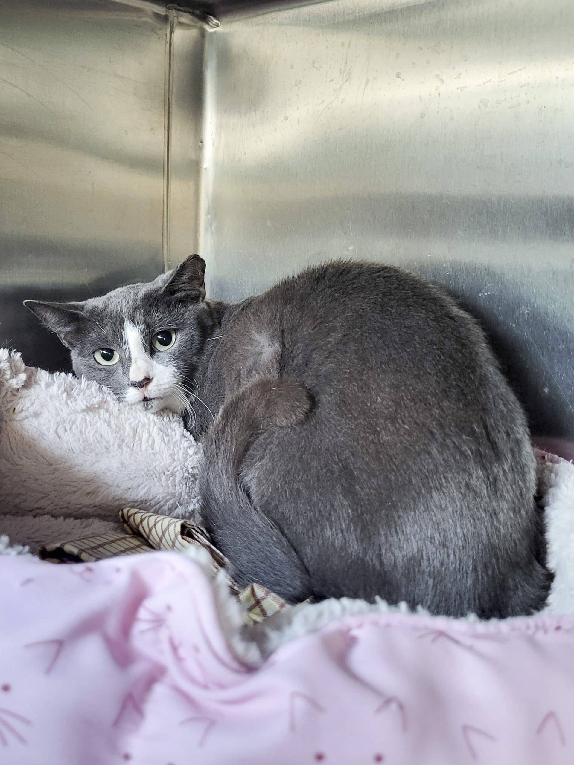 Prune - Domestic Shorthair available for adoption