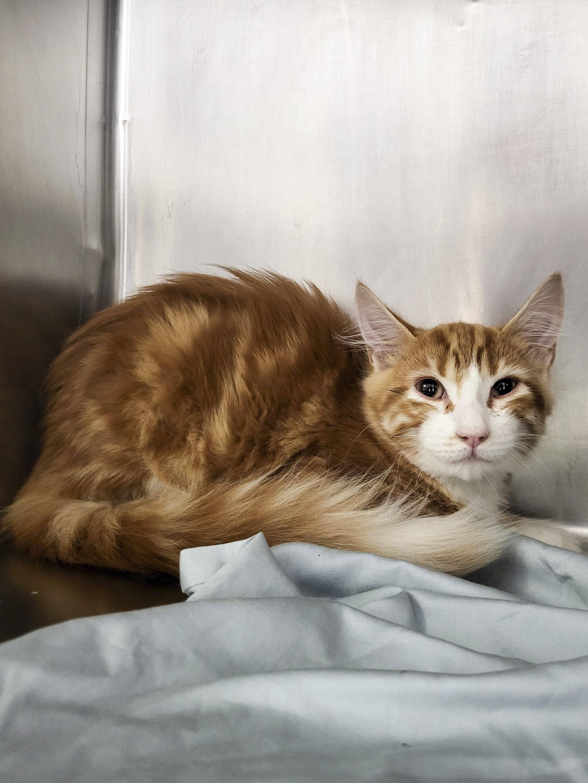 Pumpkin - Domestic Shorthair available for adoption