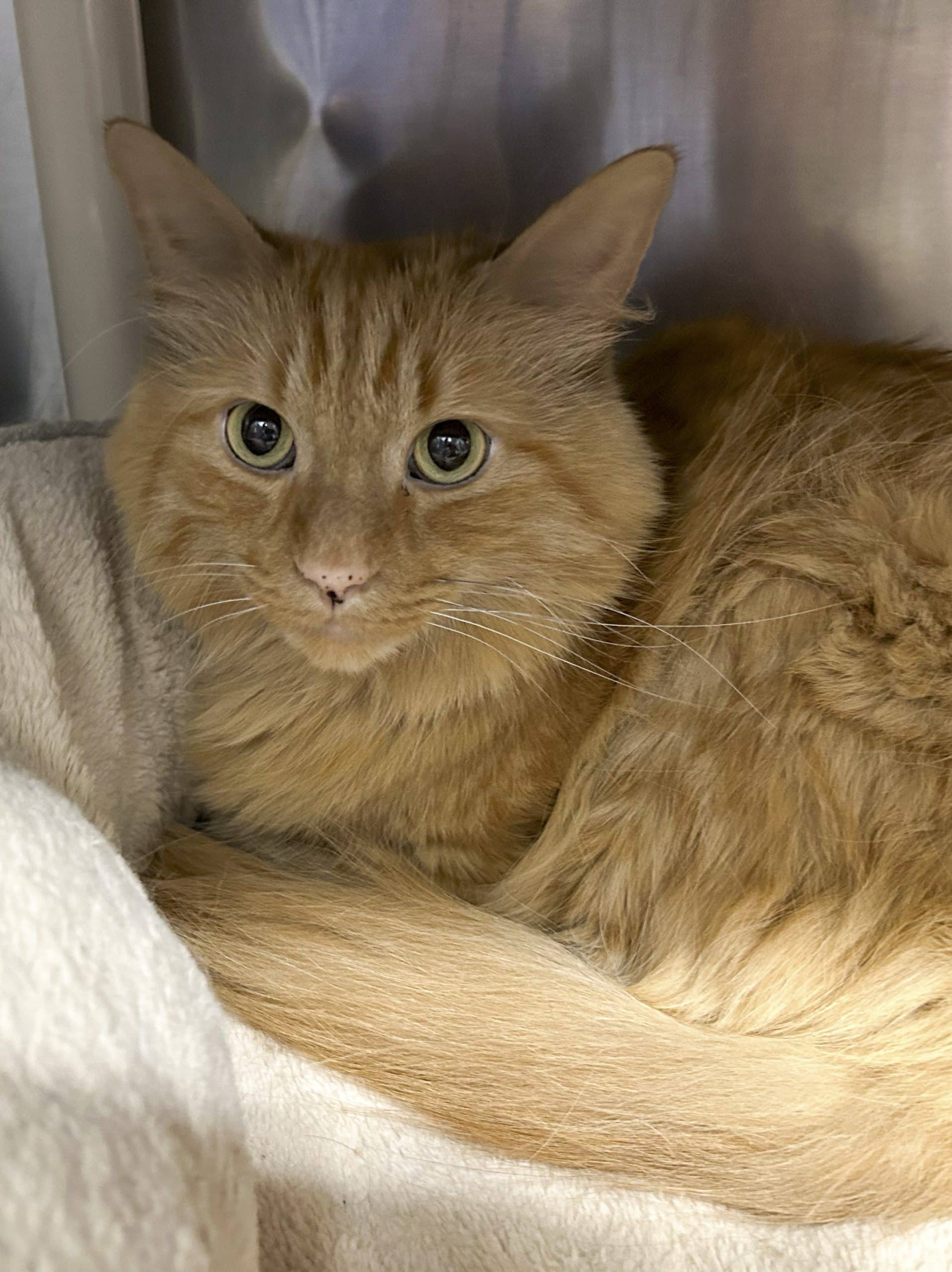 Tokyo - Domestic Shorthair cat available for adoption at SPCA de l'Outaouais in Gatineau