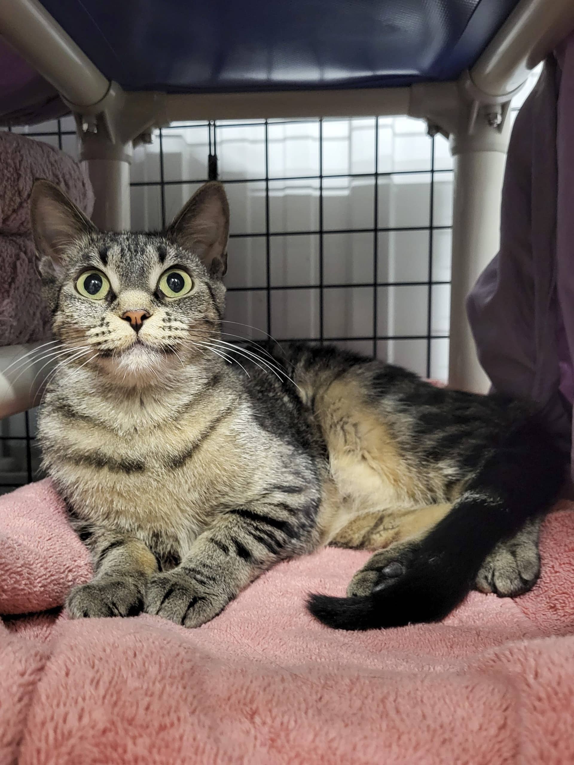 Alice - Domestic Shorthair cat available for adoption at SPCA de l'Outaouais in Gatineau