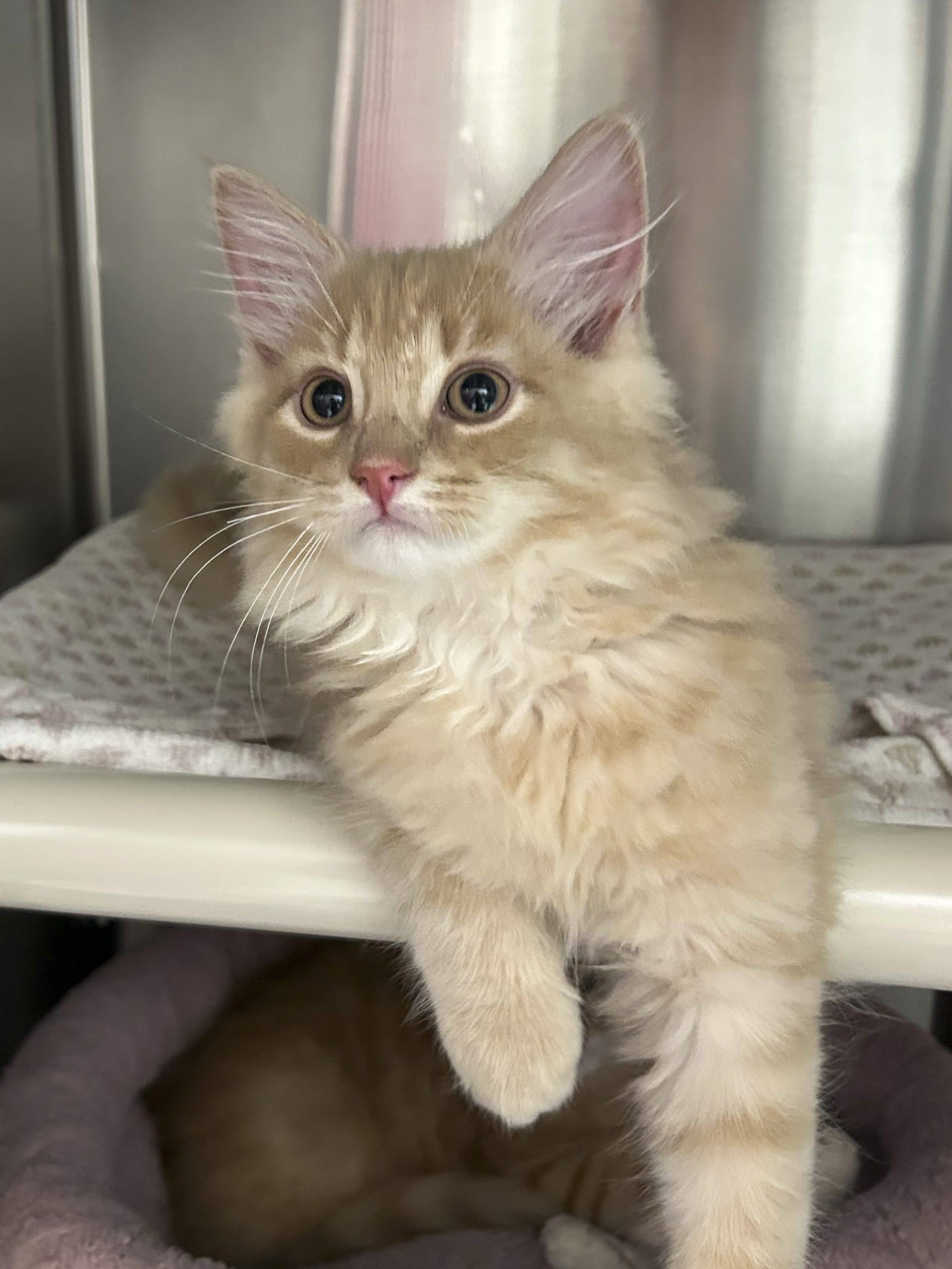 Bijou - Domestic Shorthair available for adoption