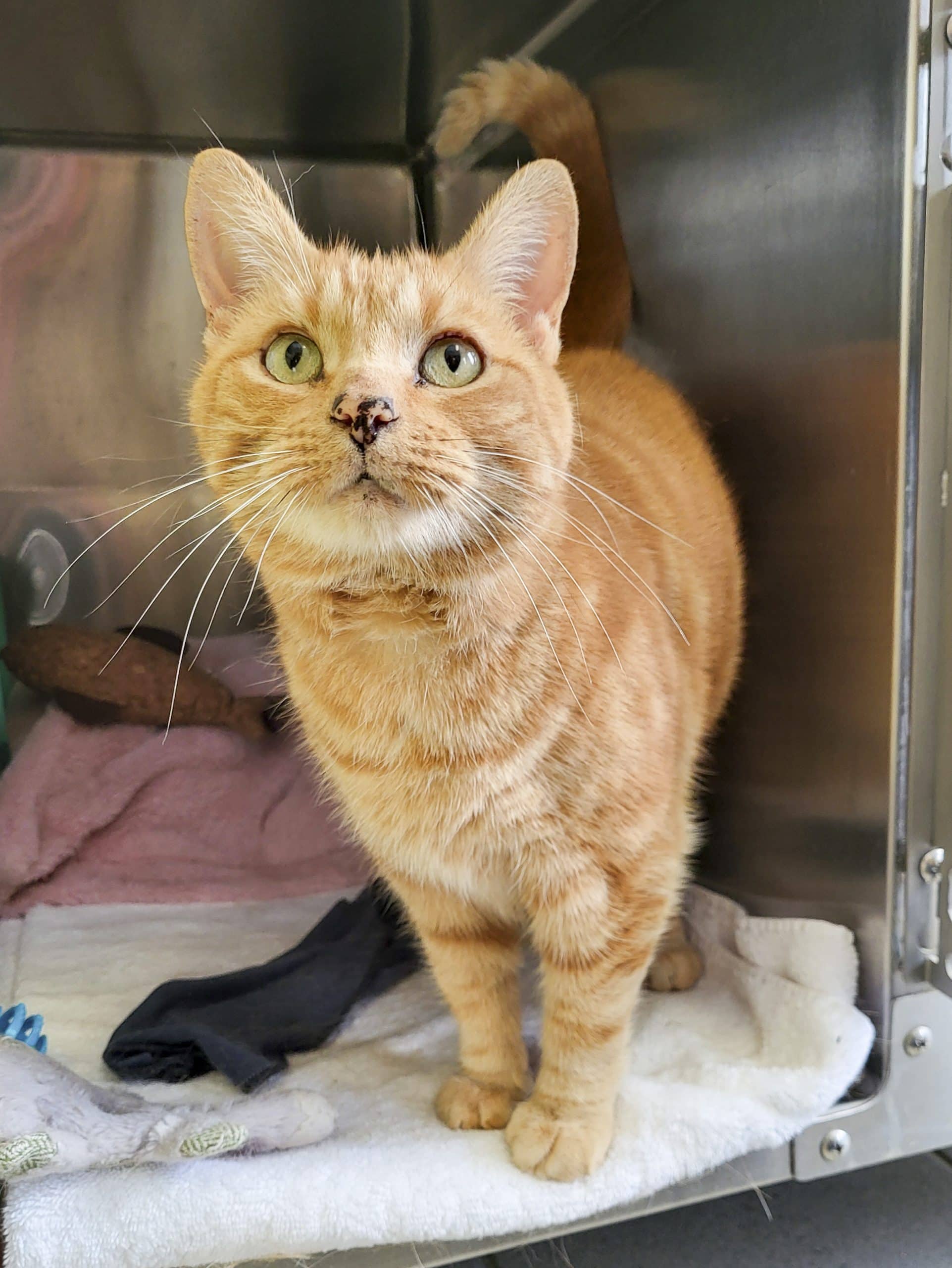 Butter - Domestic Shorthair cat available for adoption at SPCA de l'Outaouais in Gatineau