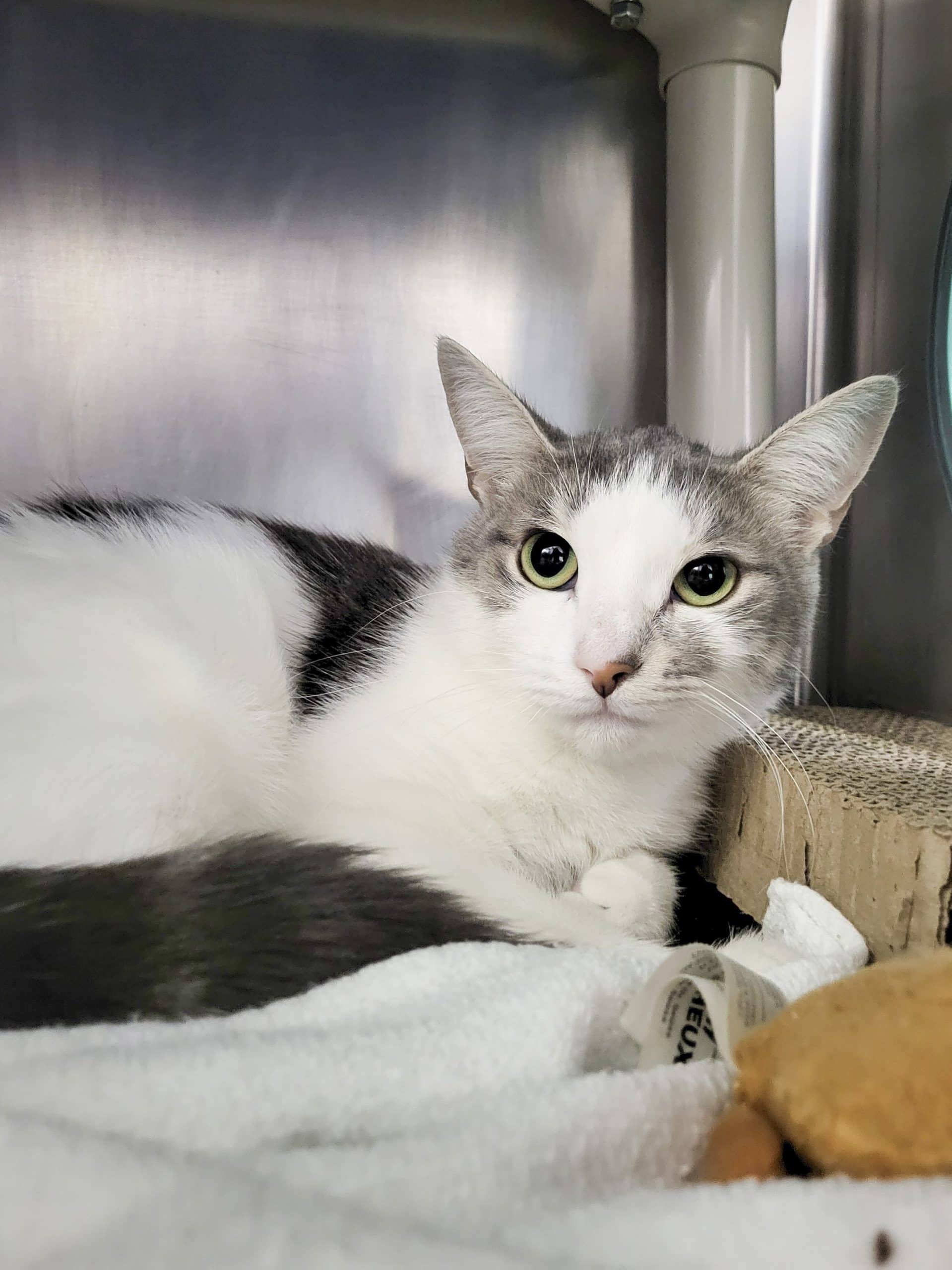 Cantaloup - Domestic Shorthair cat available for adoption at SPCA de l'Outaouais in Gatineau