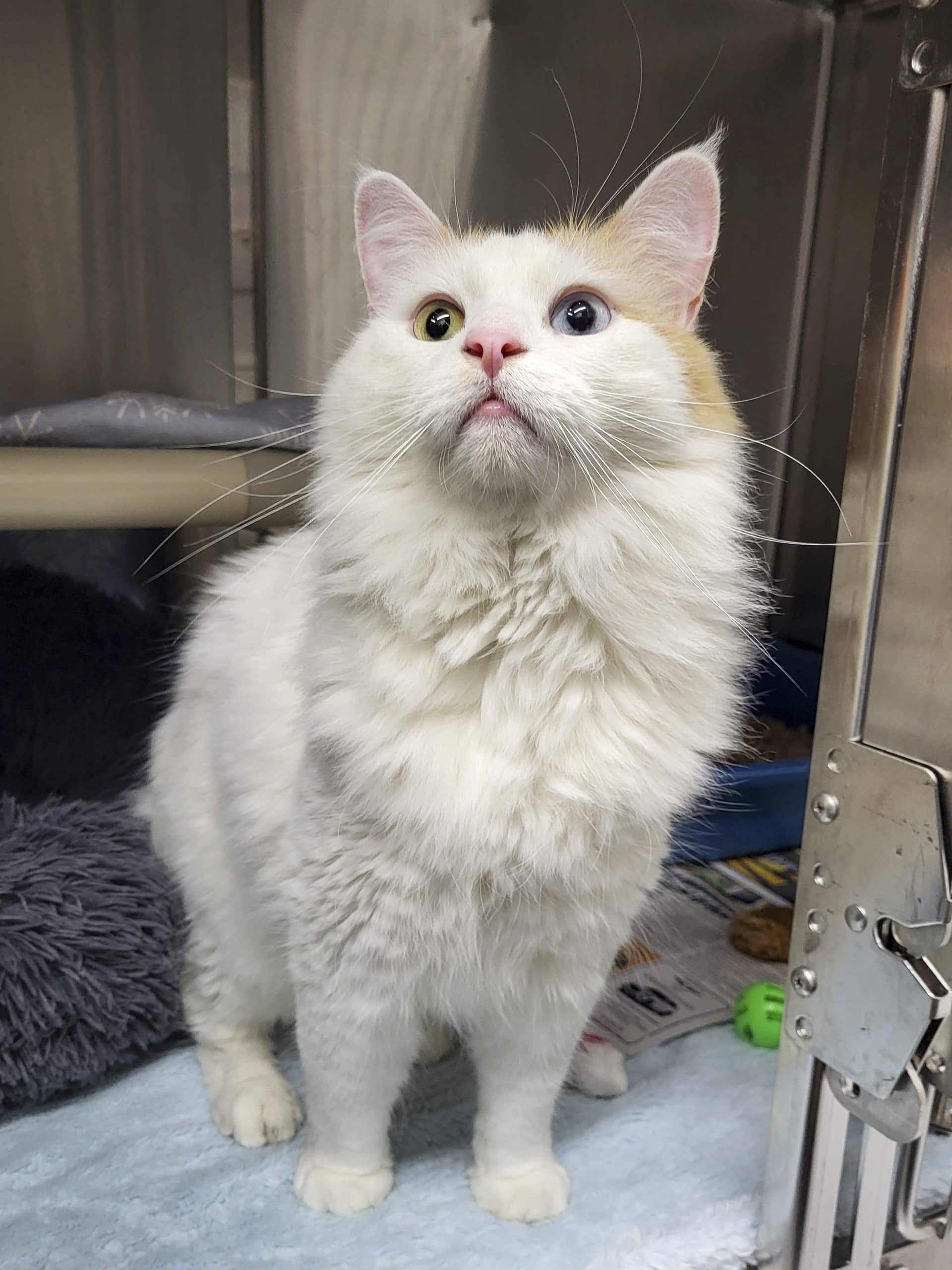 Carbonara - Domestic Shorthair cat available for adoption at SPCA de l'Outaouais in Gatineau