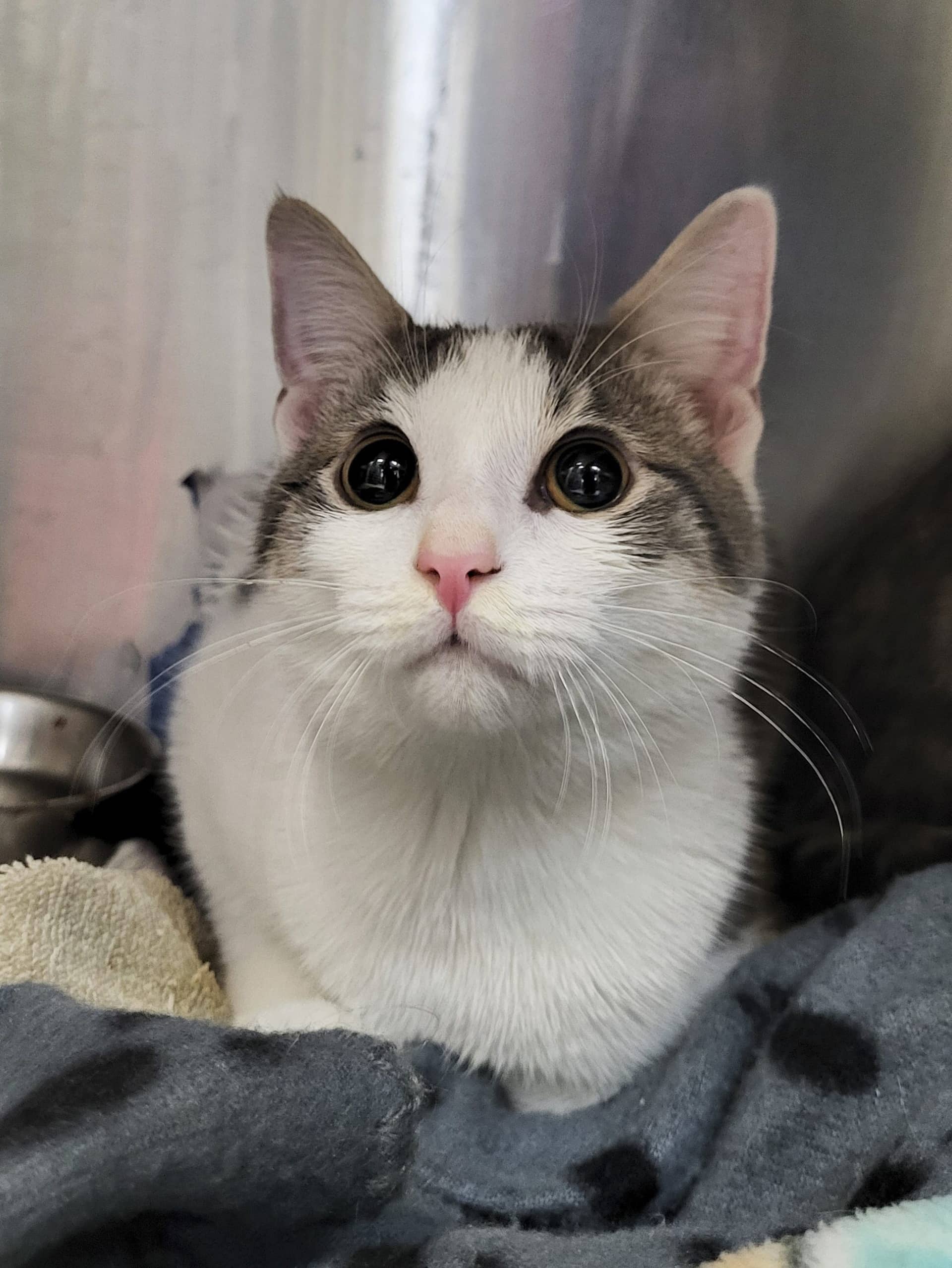 Crème Fouettée - Domestic Shorthair available for adoption
