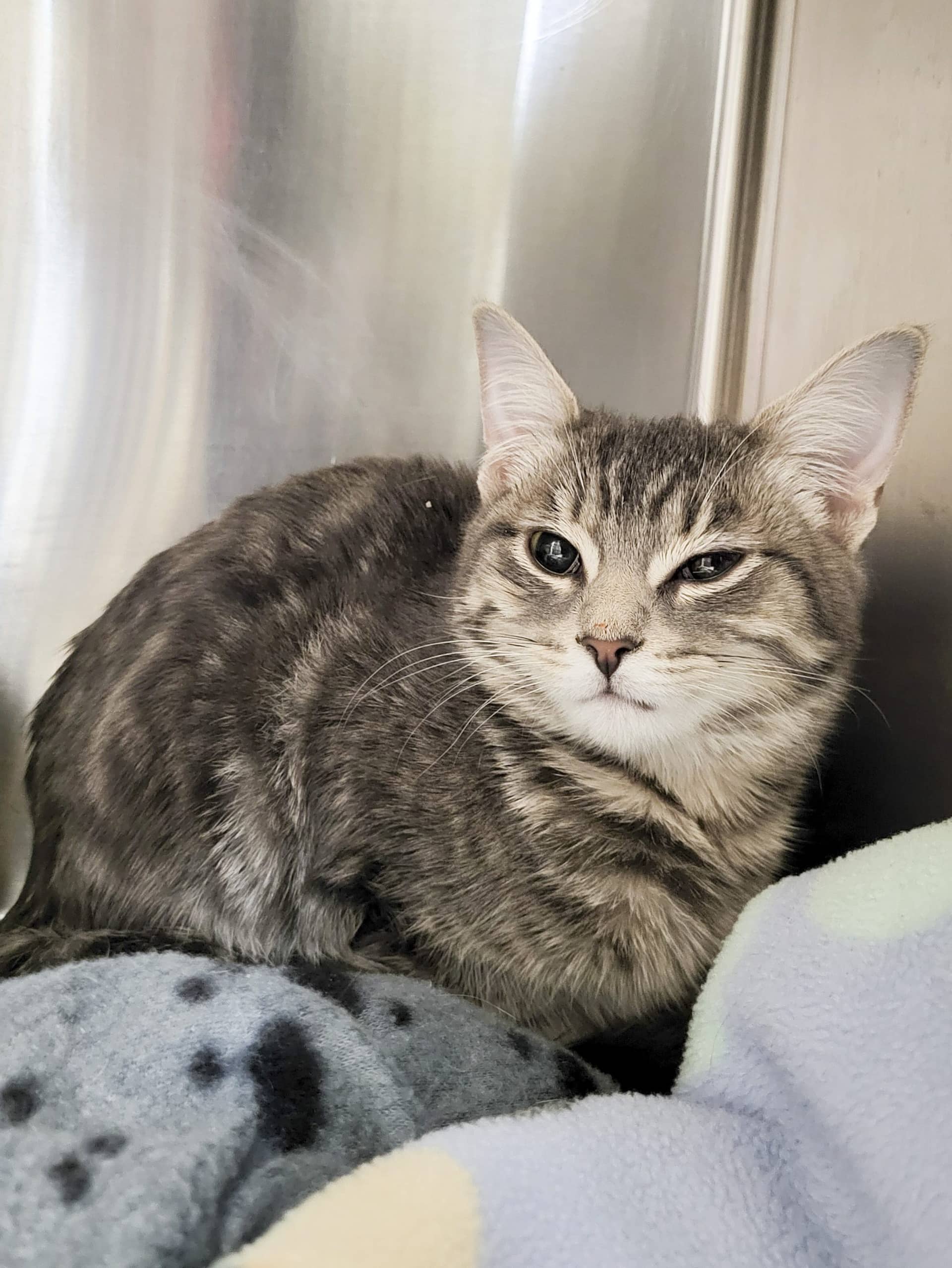 Crêpe Suzette - Domestic Shorthair available for adoption