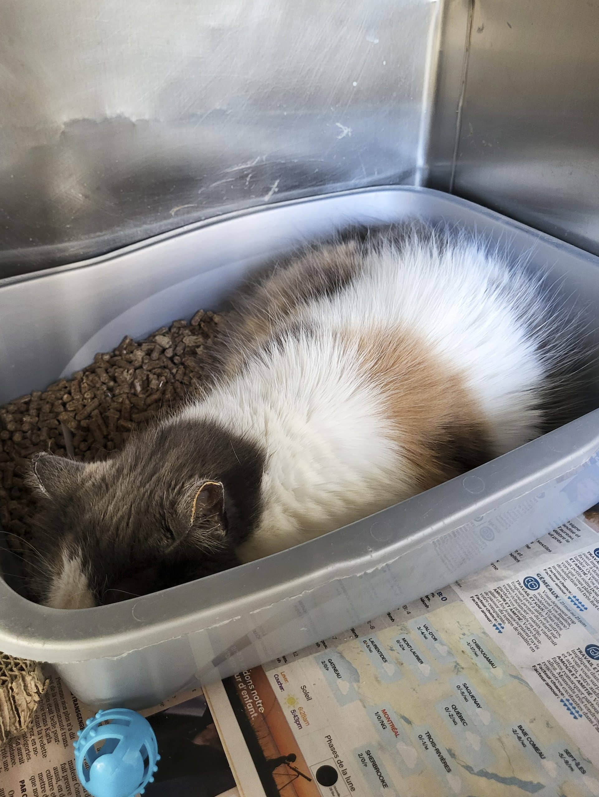 Croquette - Domestic Shorthair cat available for adoption at SPCA de l'Outaouais in Gatineau