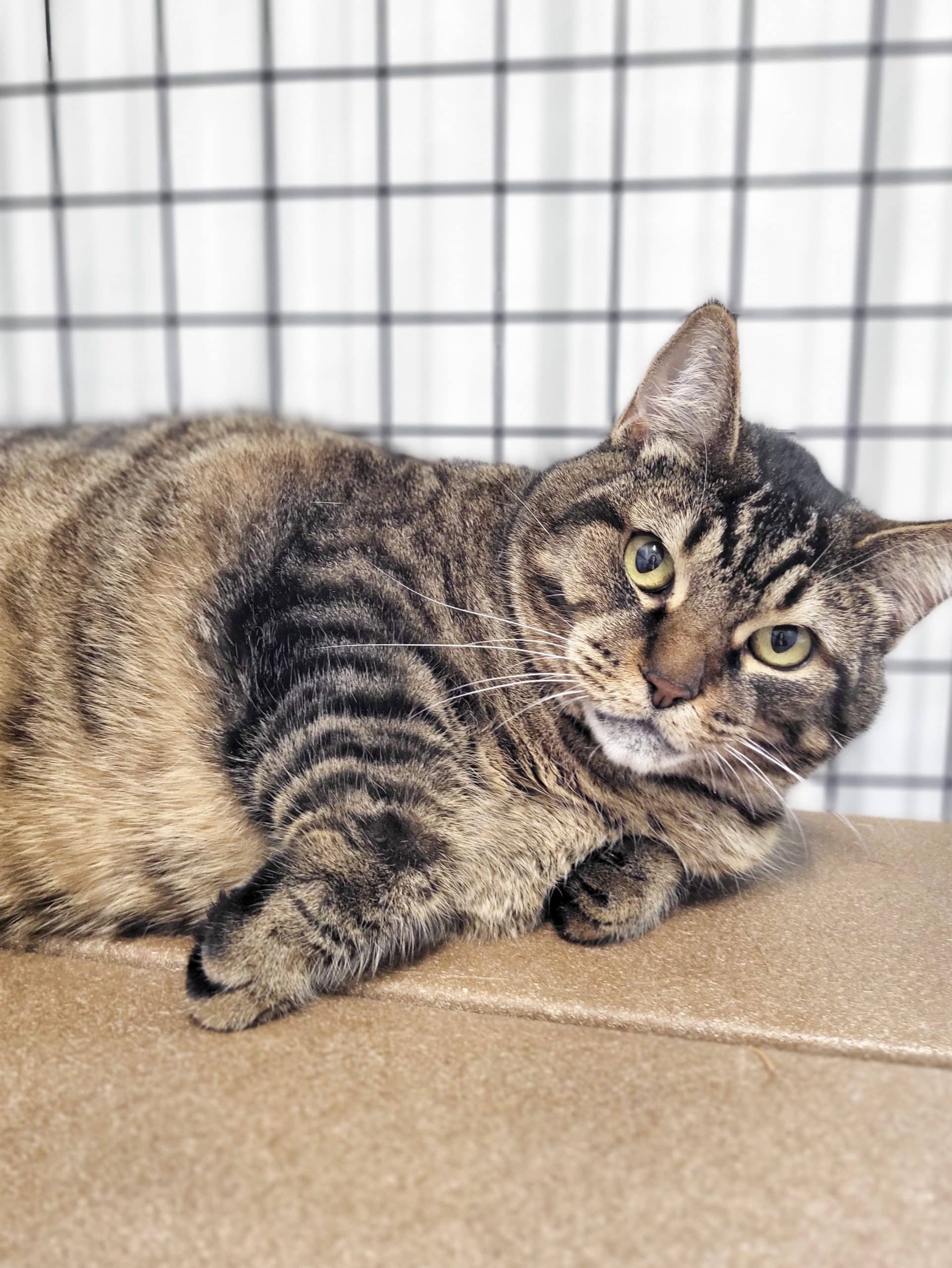 Grizou - Domestic Shorthair cat available for adoption at SPCA de l'Outaouais in Gatineau