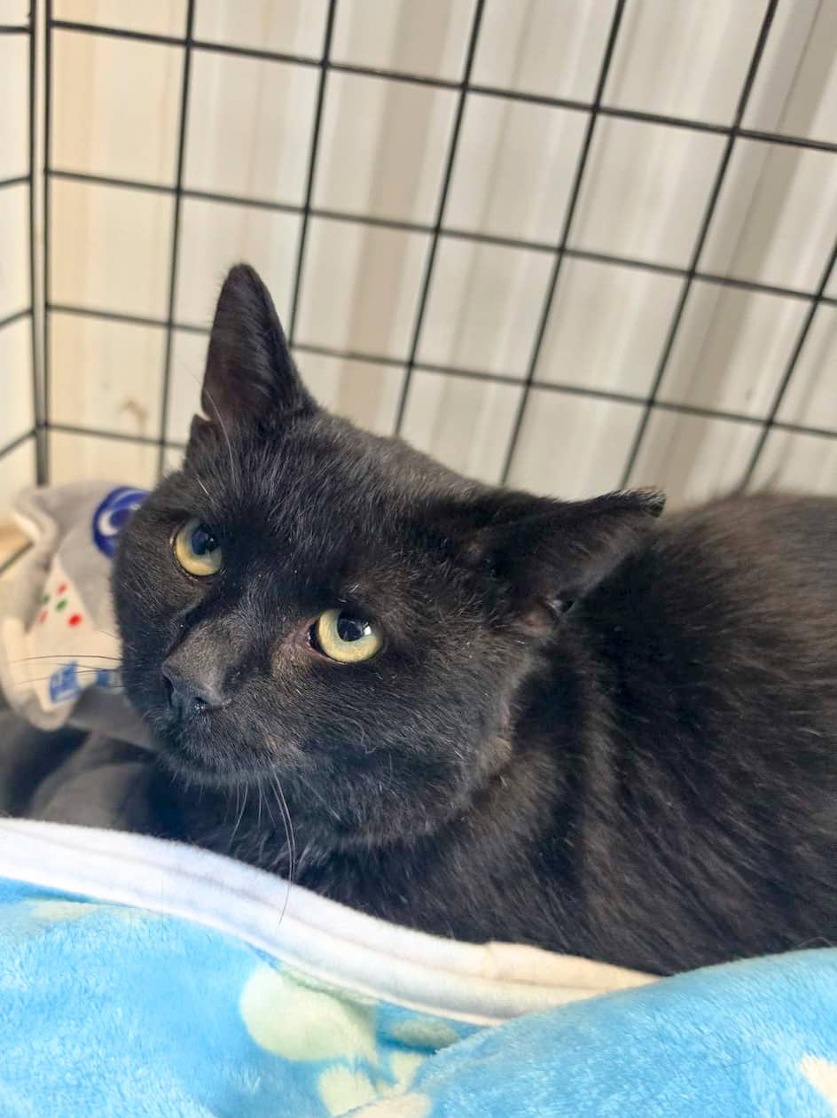 Gus le Loaf - Domestic Shorthair available for adoption