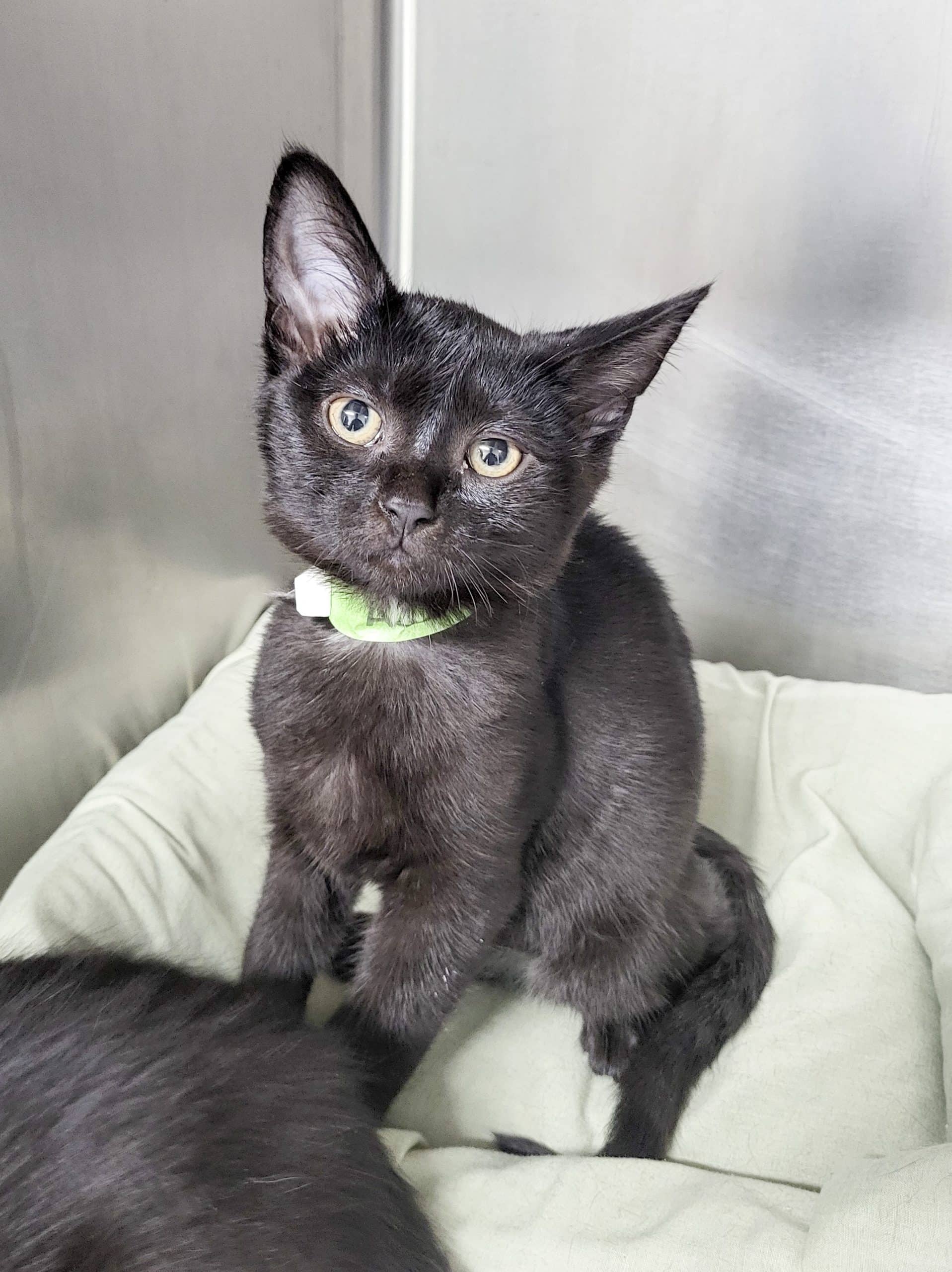 Honey - Domestic Shorthair cat available for adoption at SPCA de l'Outaouais in Gatineau