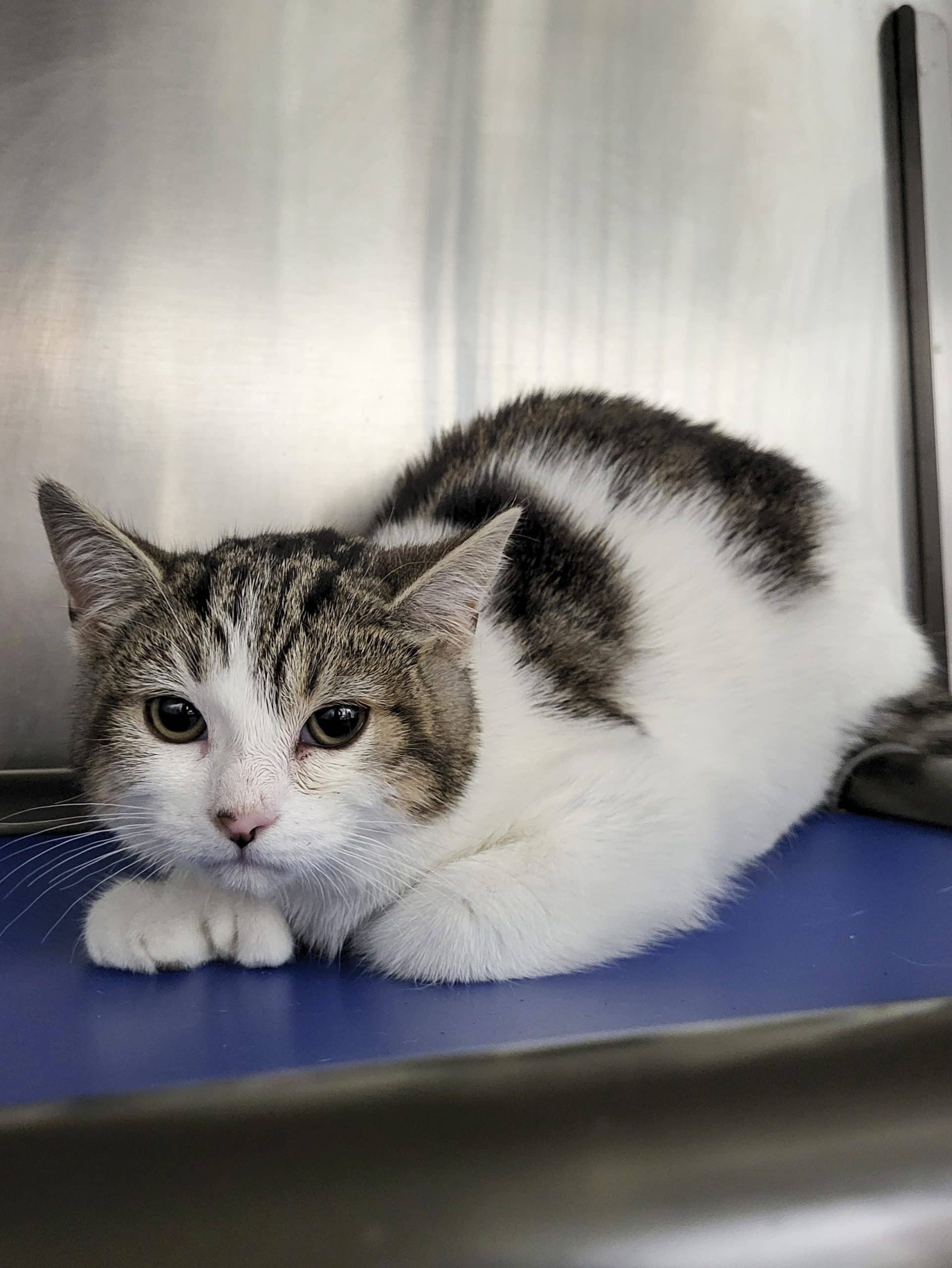 Kookoolina - Domestic Shorthair available for adoption