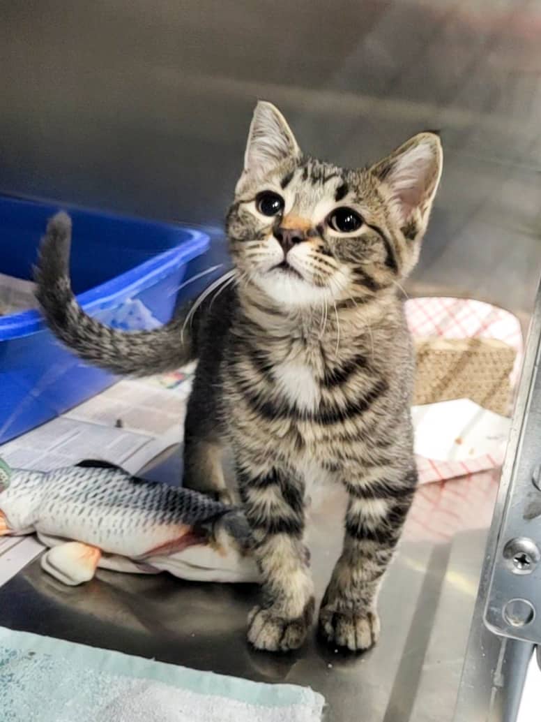 Lily - Domestic Shorthair cat available for adoption at SPCA de l'Outaouais in Gatineau