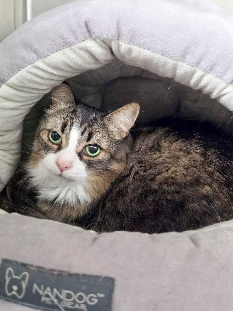 Limon - Domestic Shorthair cat available for adoption at SPCA de l'Outaouais in Gatineau