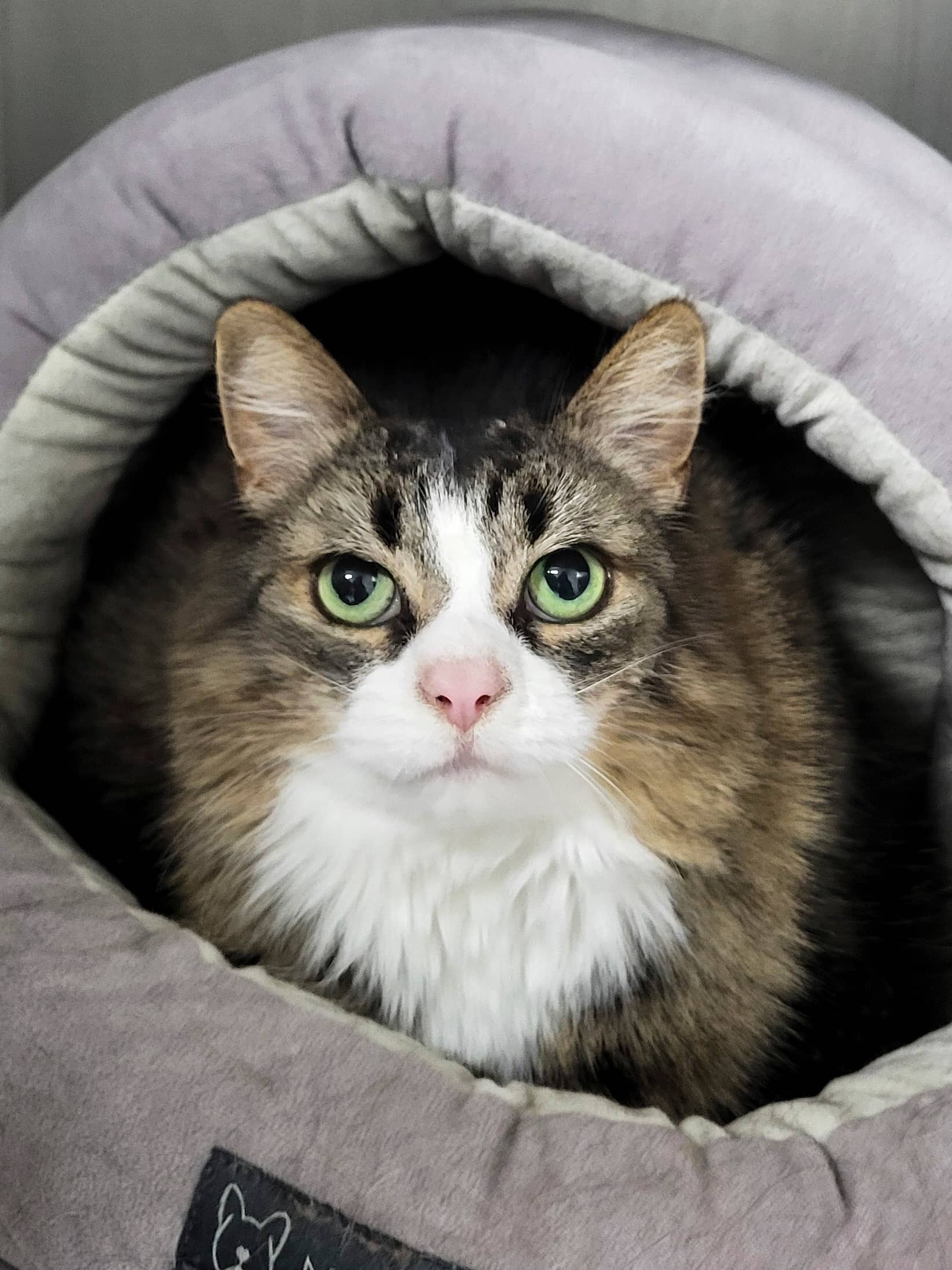 Limon - Domestic Shorthair available for adoption