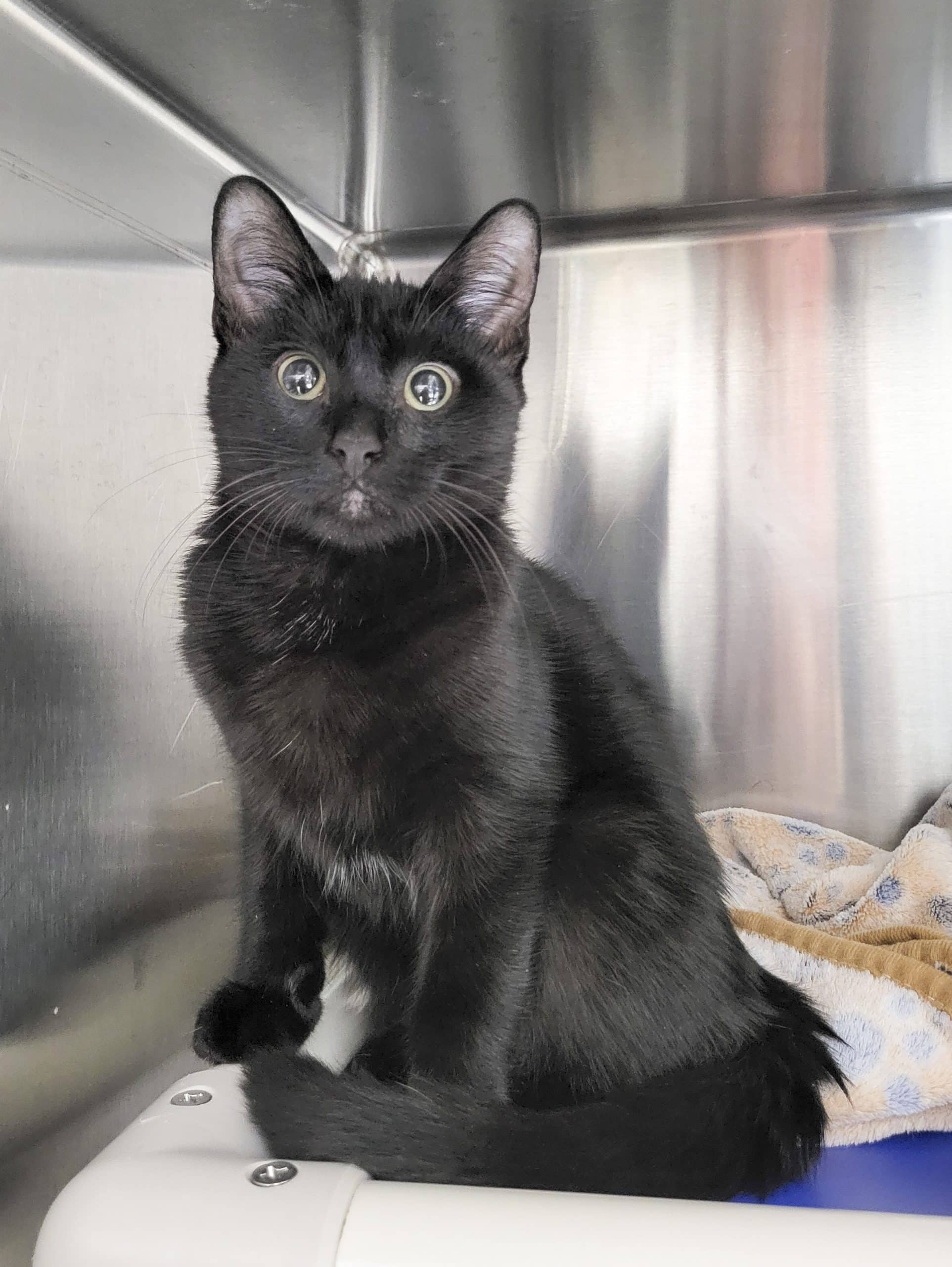 Macaroni - Domestic Shorthair available for adoption