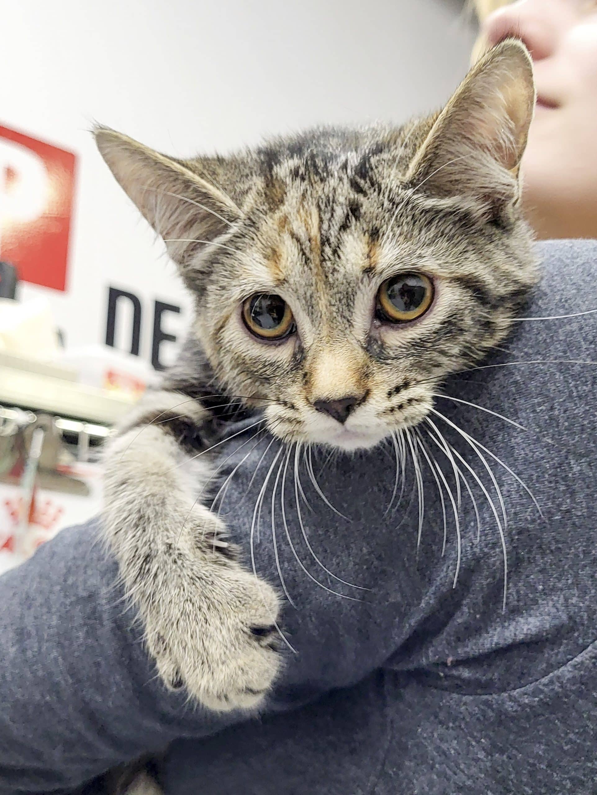 Marie - Domestic Shorthair cat available for adoption at SPCA de l'Outaouais in Gatineau