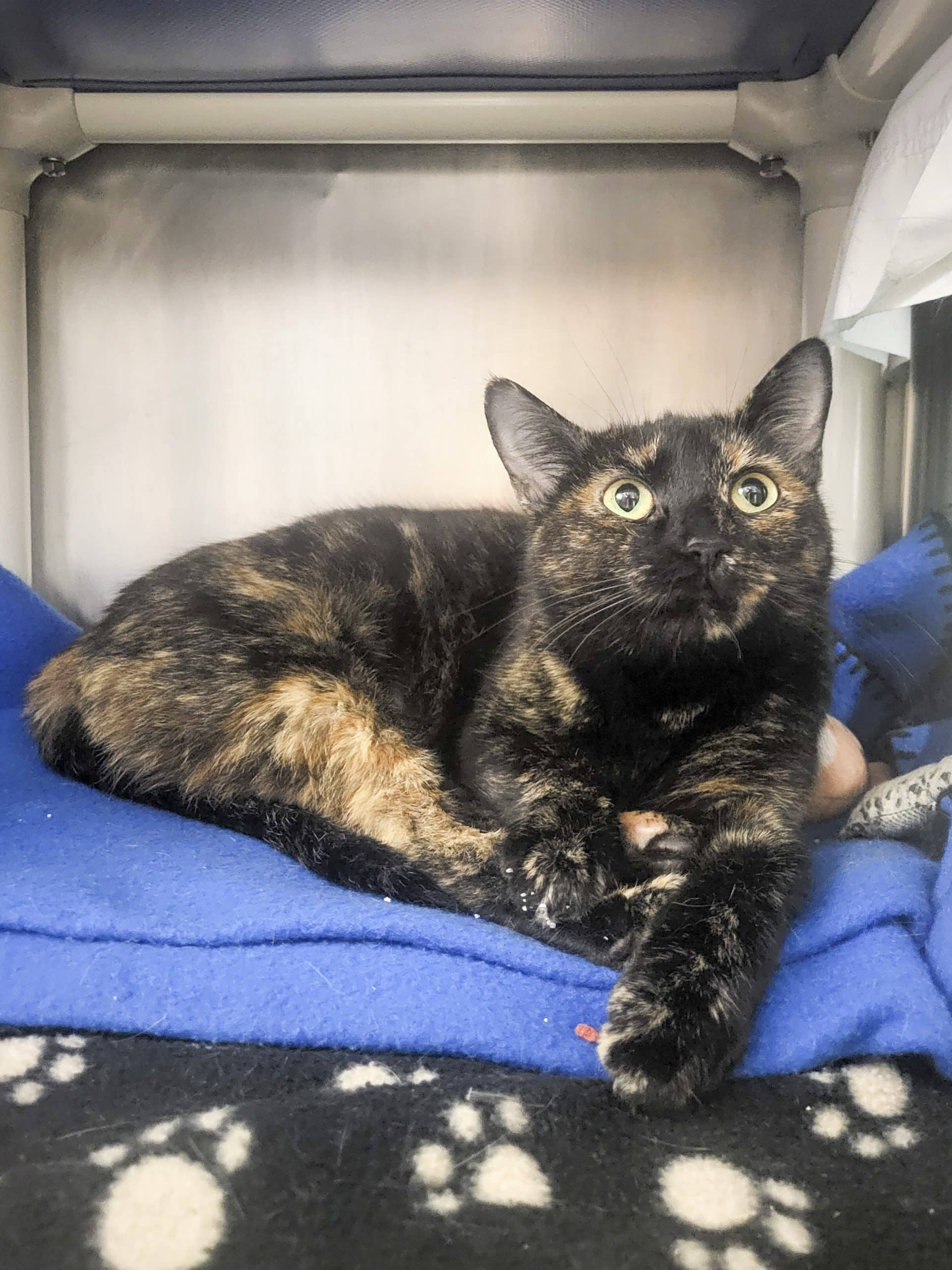 Maya - Domestic Shorthair cat available for adoption at SPCA de l'Outaouais in Gatineau