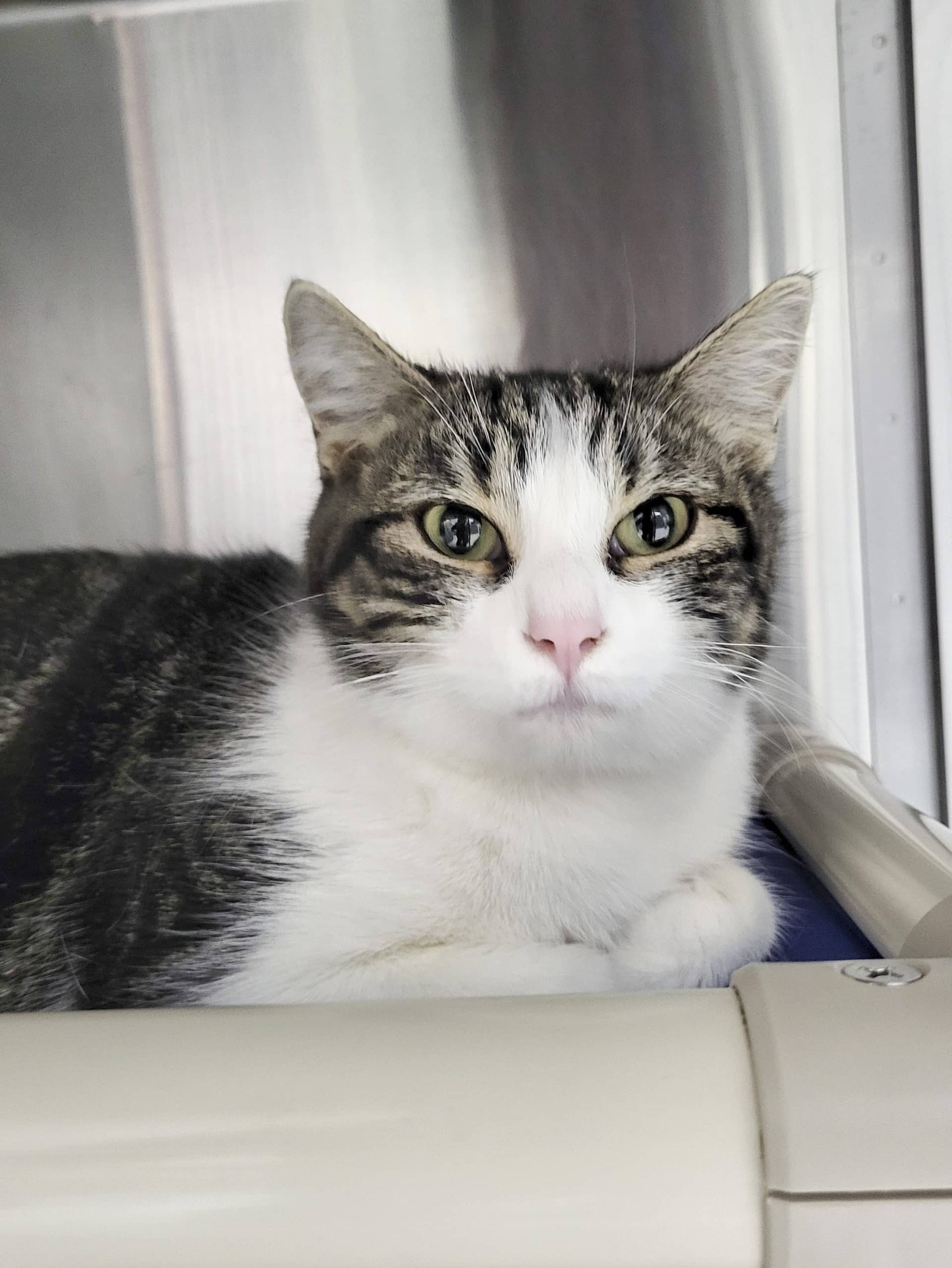 Minestrone - Domestic Shorthair cat available for adoption at SPCA de l'Outaouais in Gatineau
