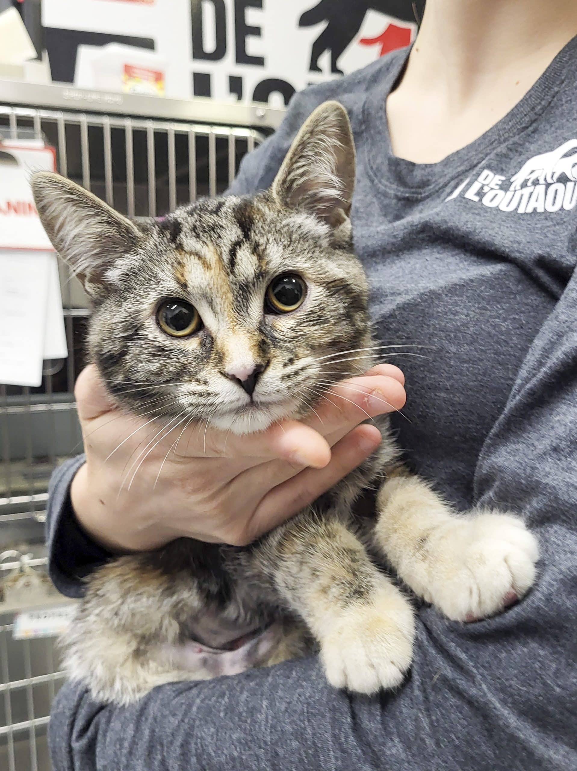 Mini - Domestic Shorthair available for adoption