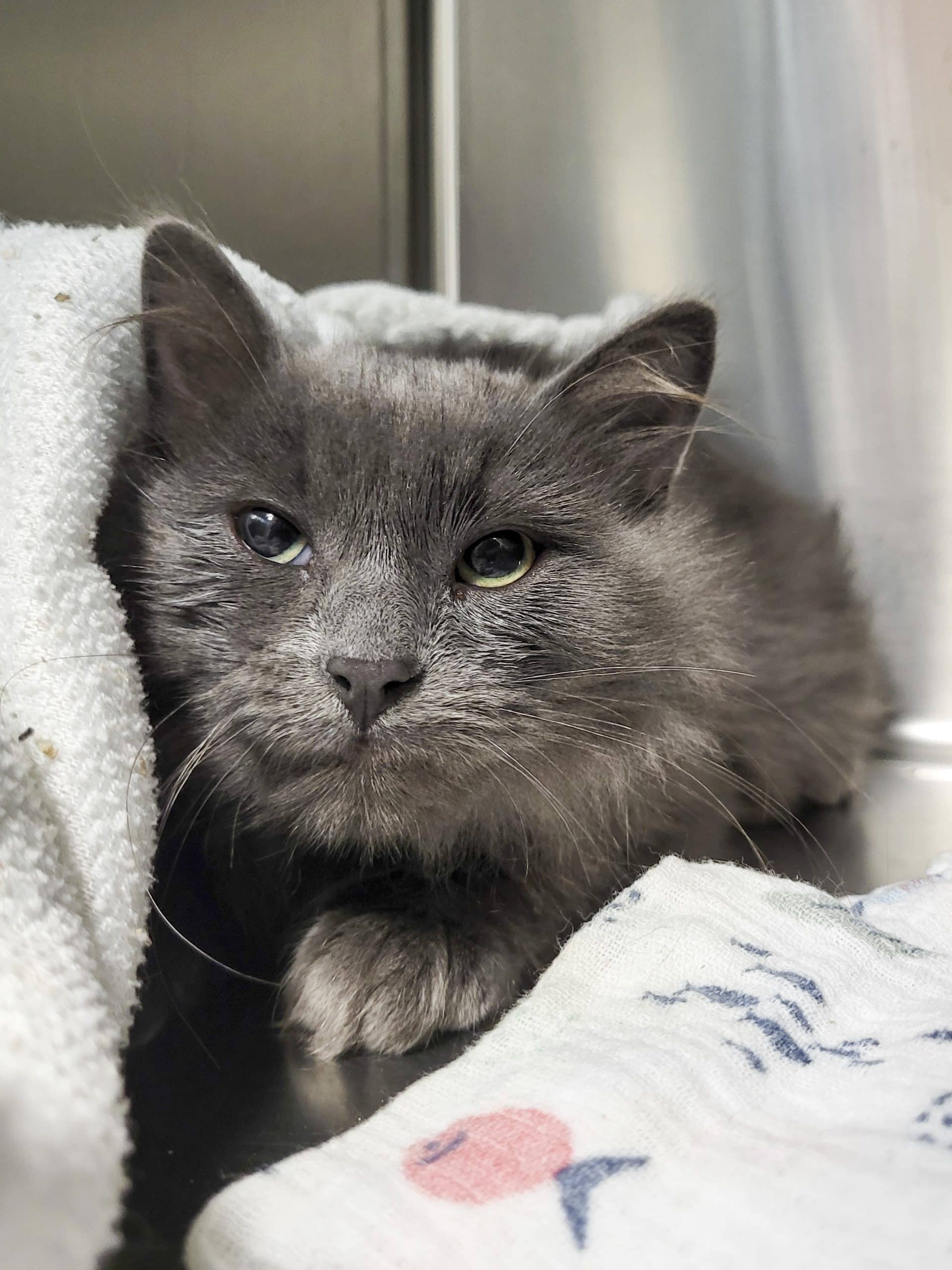 Nina - Domestic Shorthair cat available for adoption at SPCA de l'Outaouais in Gatineau