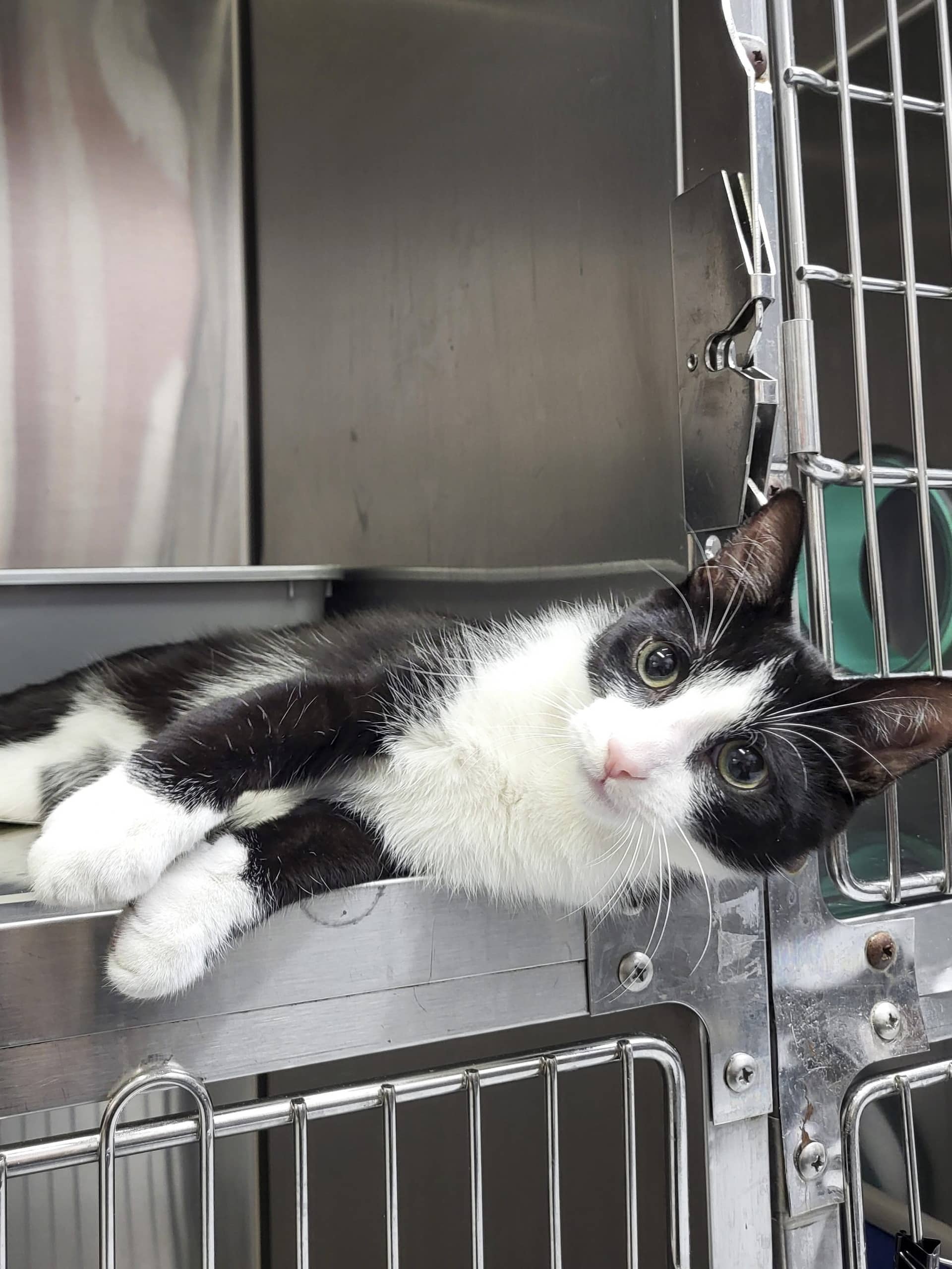 Oréo - Domestic Shorthair available for adoption