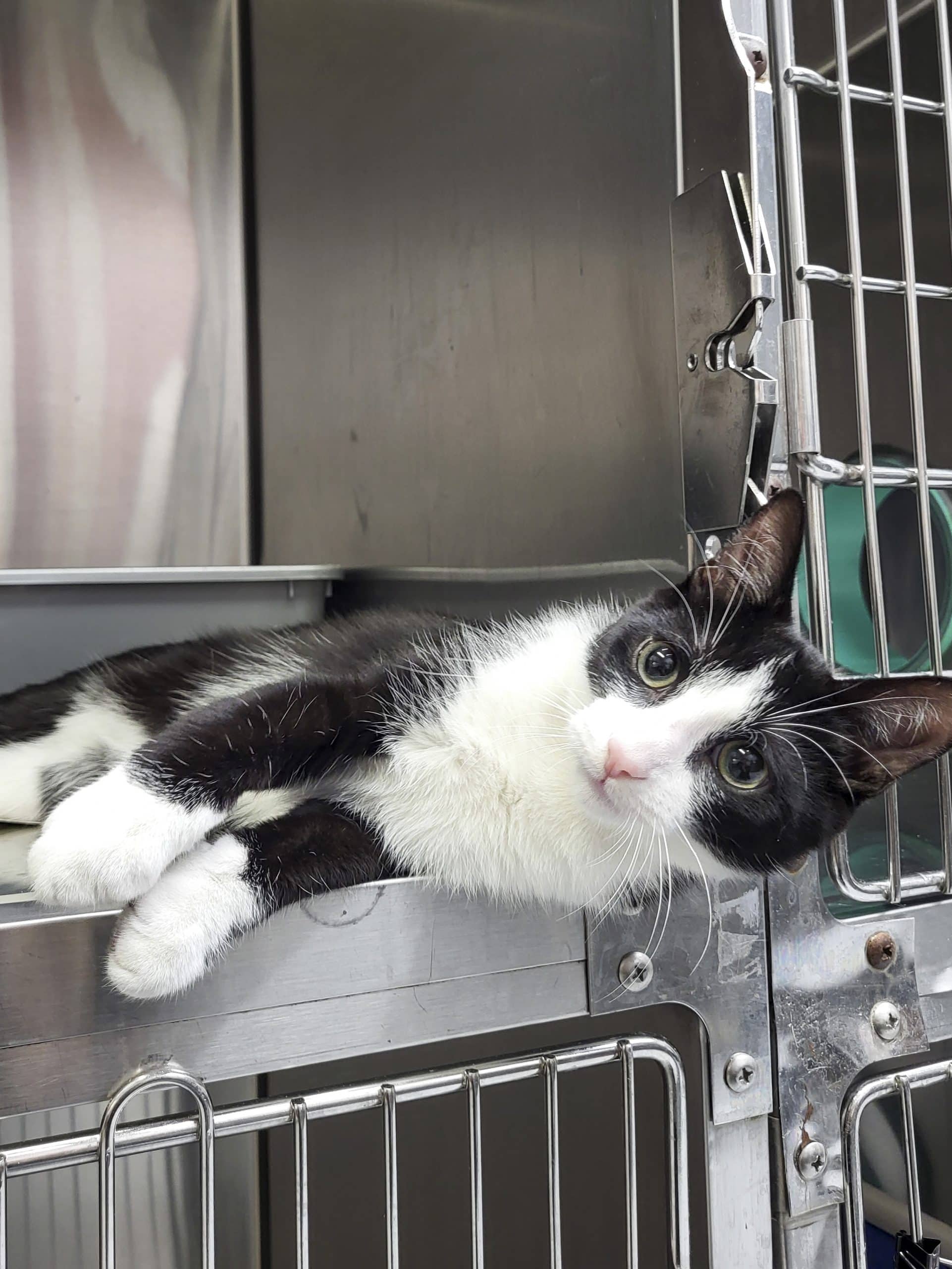 Oréo - Domestic Shorthair cat available for adoption at SPCA de l'Outaouais in Gatineau
