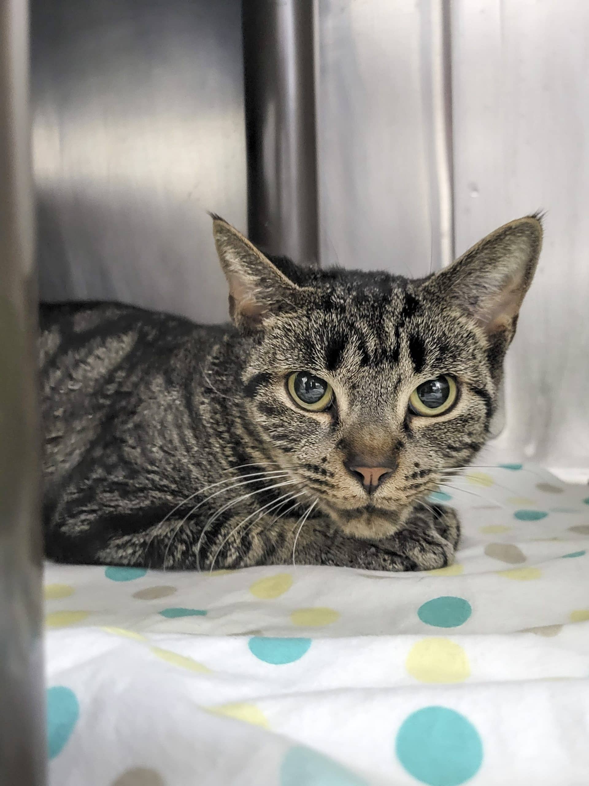 Origami - Domestic Shorthair cat available for adoption at SPCA de l'Outaouais in Gatineau