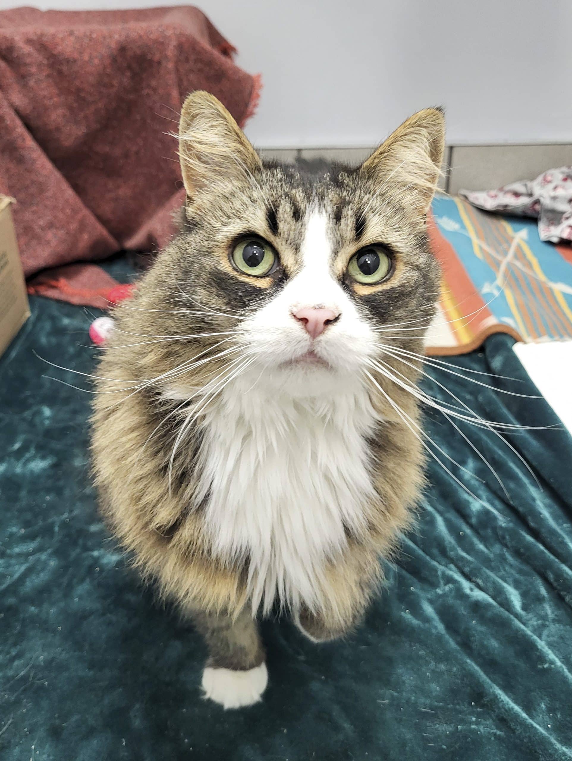 Pita - Domestic Shorthair cat available for adoption at SPCA de l'Outaouais in Gatineau