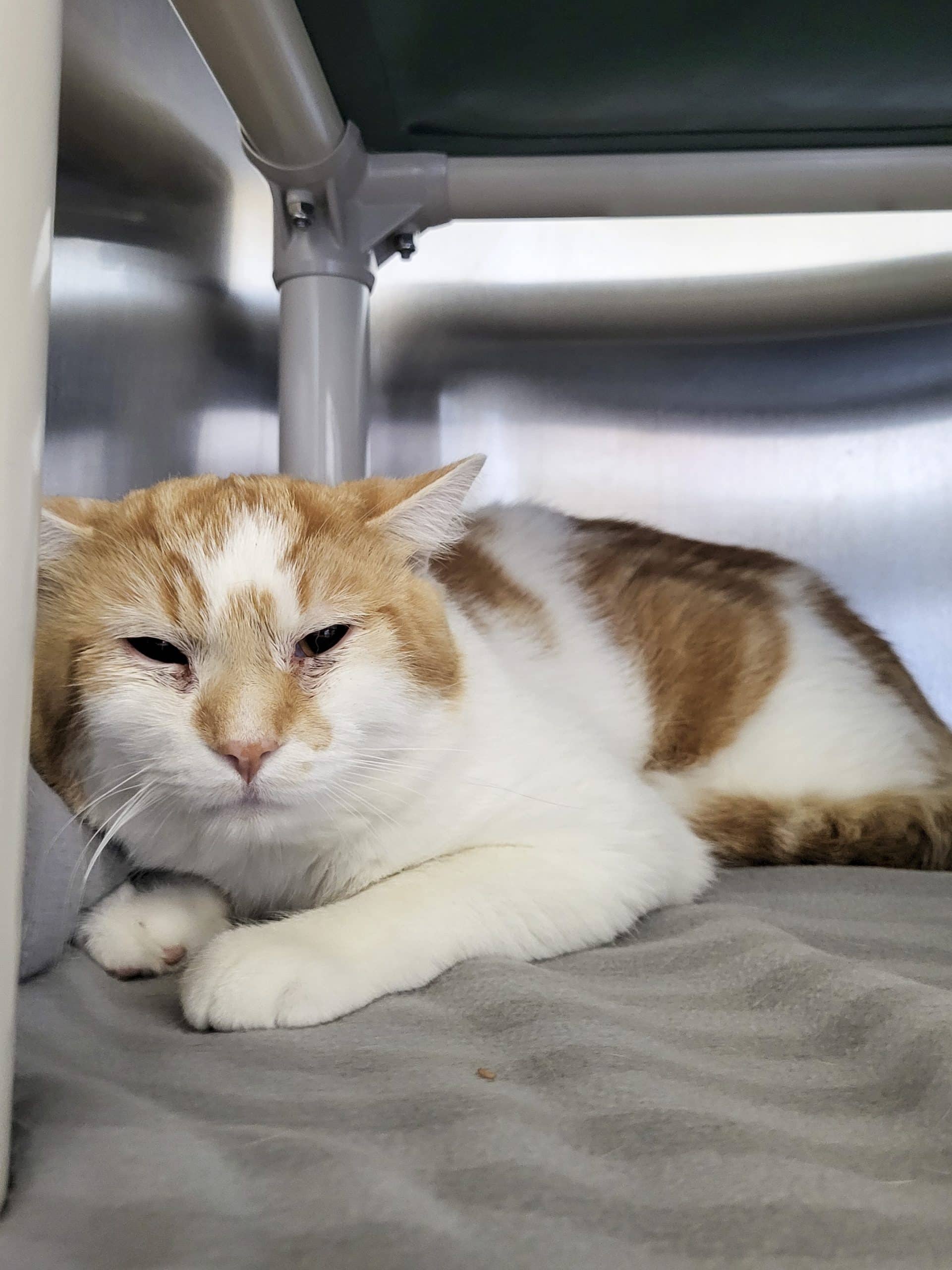 Potiron - Domestic Shorthair available for adoption