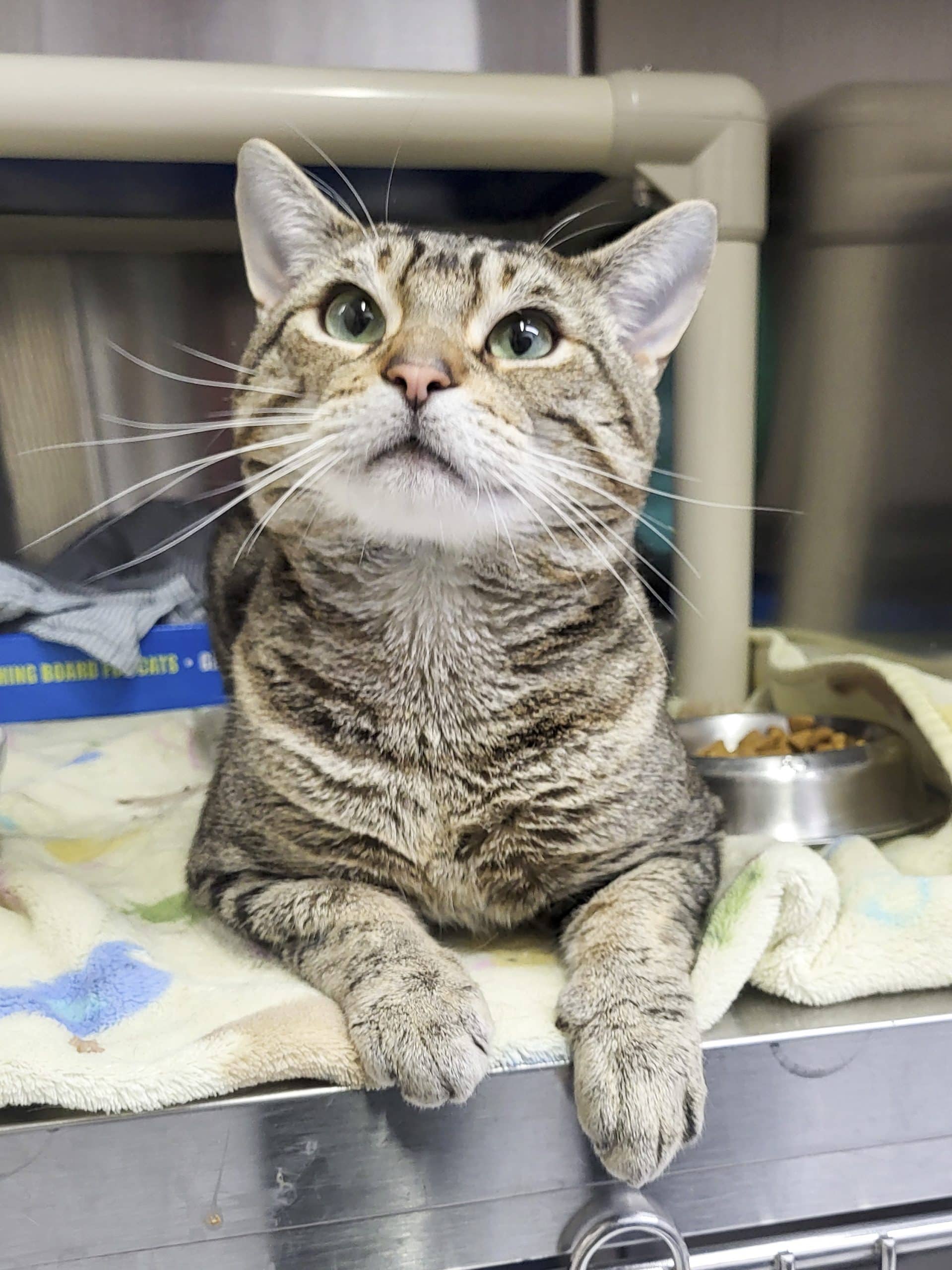 Soupe Lipton - Domestic Shorthair cat available for adoption at SPCA de l'Outaouais in Gatineau