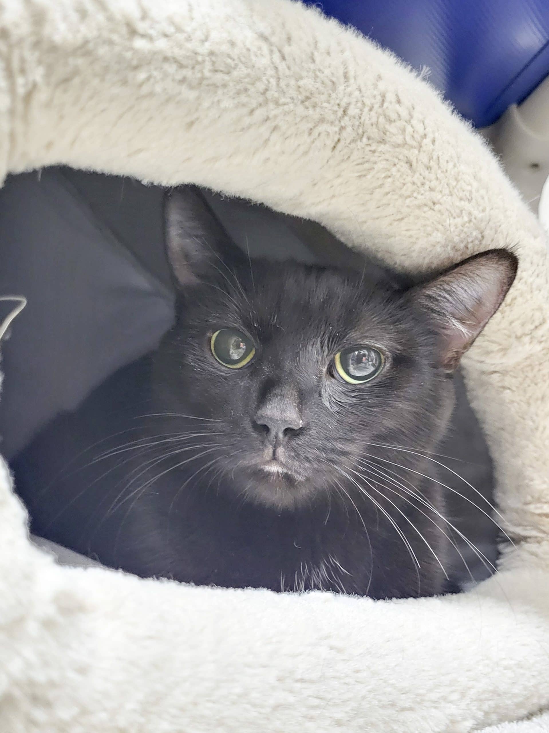 Stella - Domestic Shorthair available for adoption