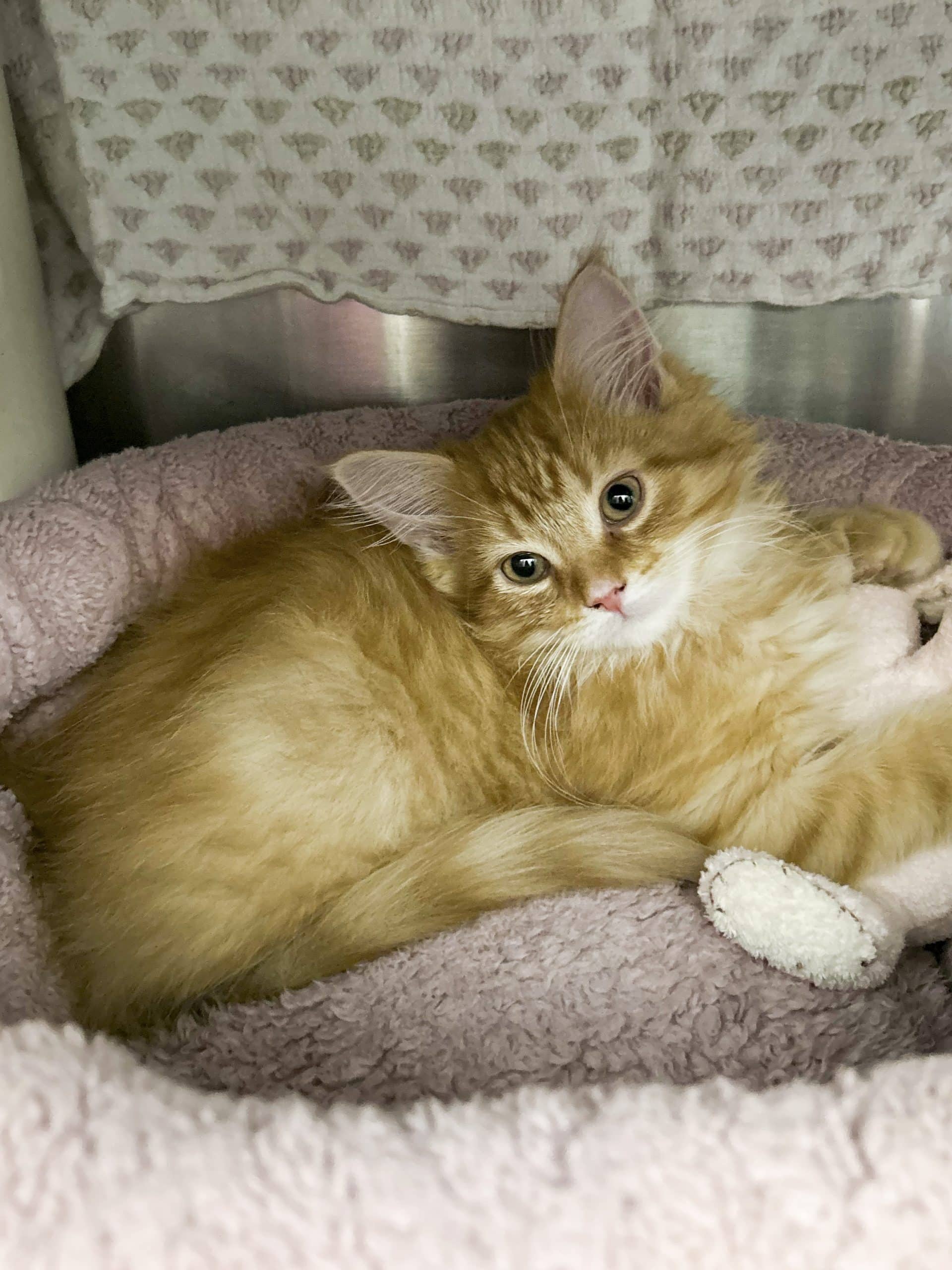 Sunny - Domestic Shorthair available for adoption