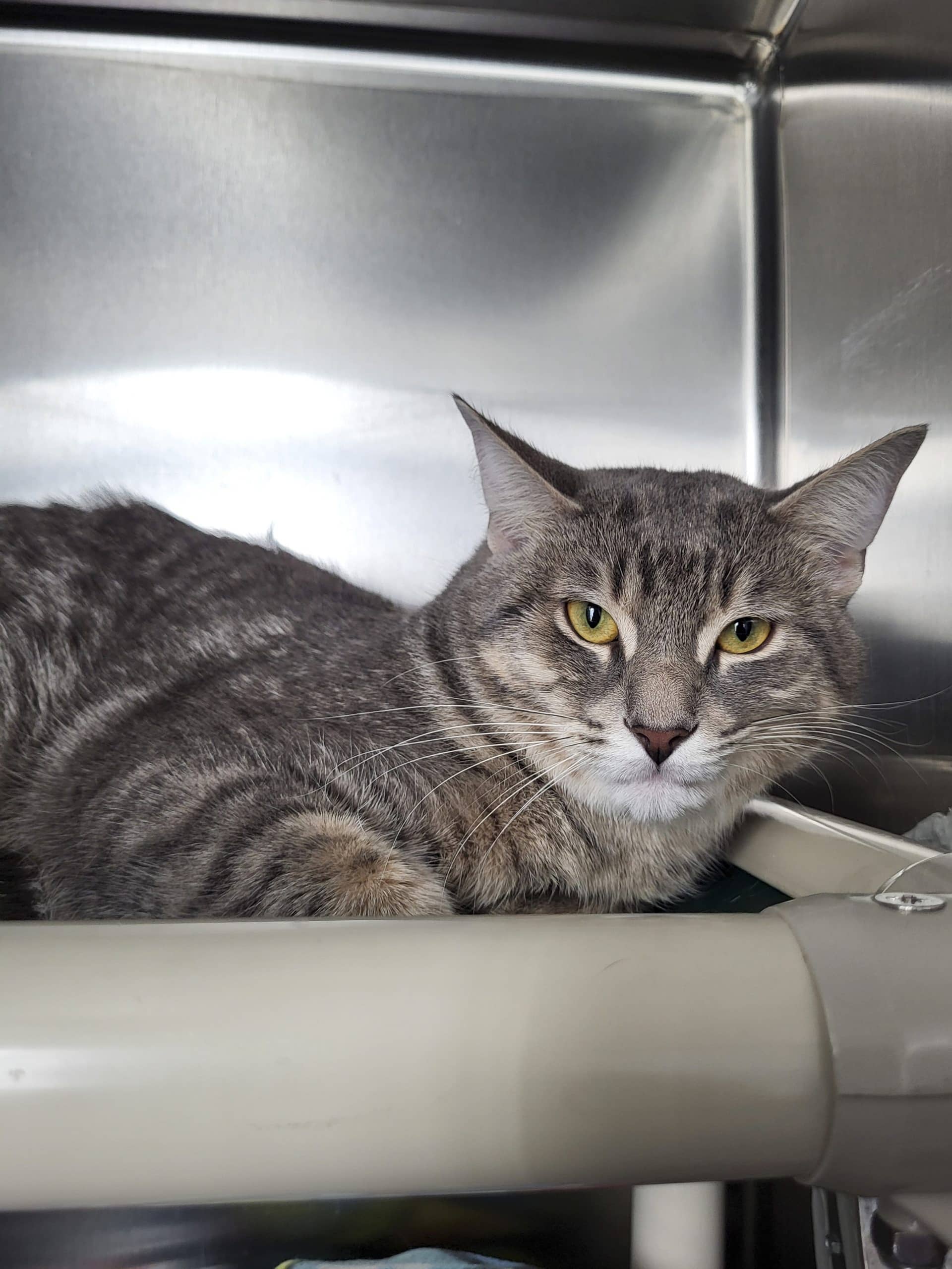 Taz - Domestic Shorthair cat available for adoption at SPCA de l'Outaouais in Gatineau